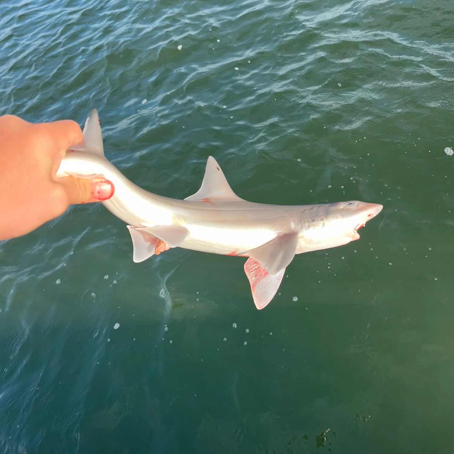 Dusky smooth-hound caught on Fishbrain