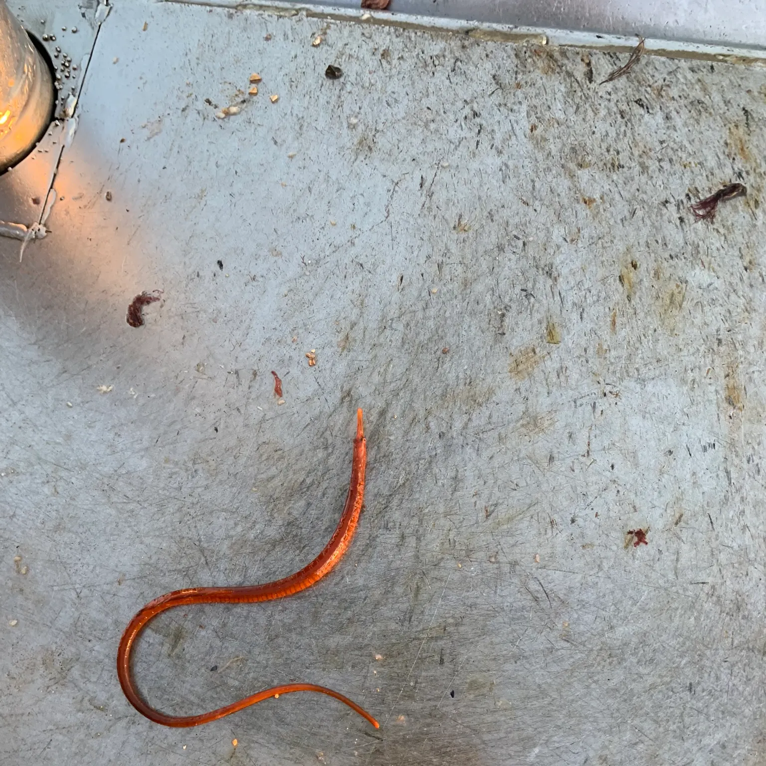 The most recent Northern pipefish catches on Fishbrain