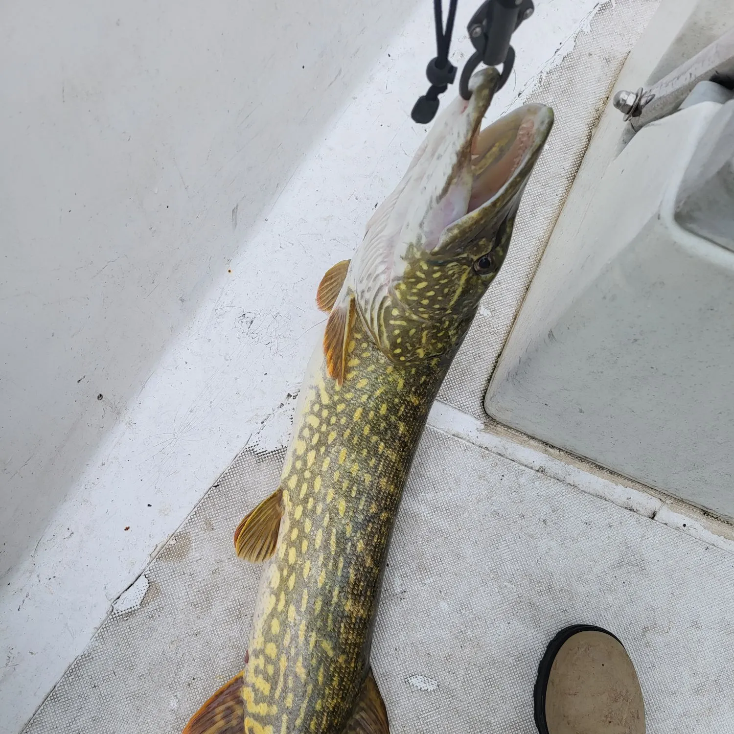 Northern pike caught on Fishbrain