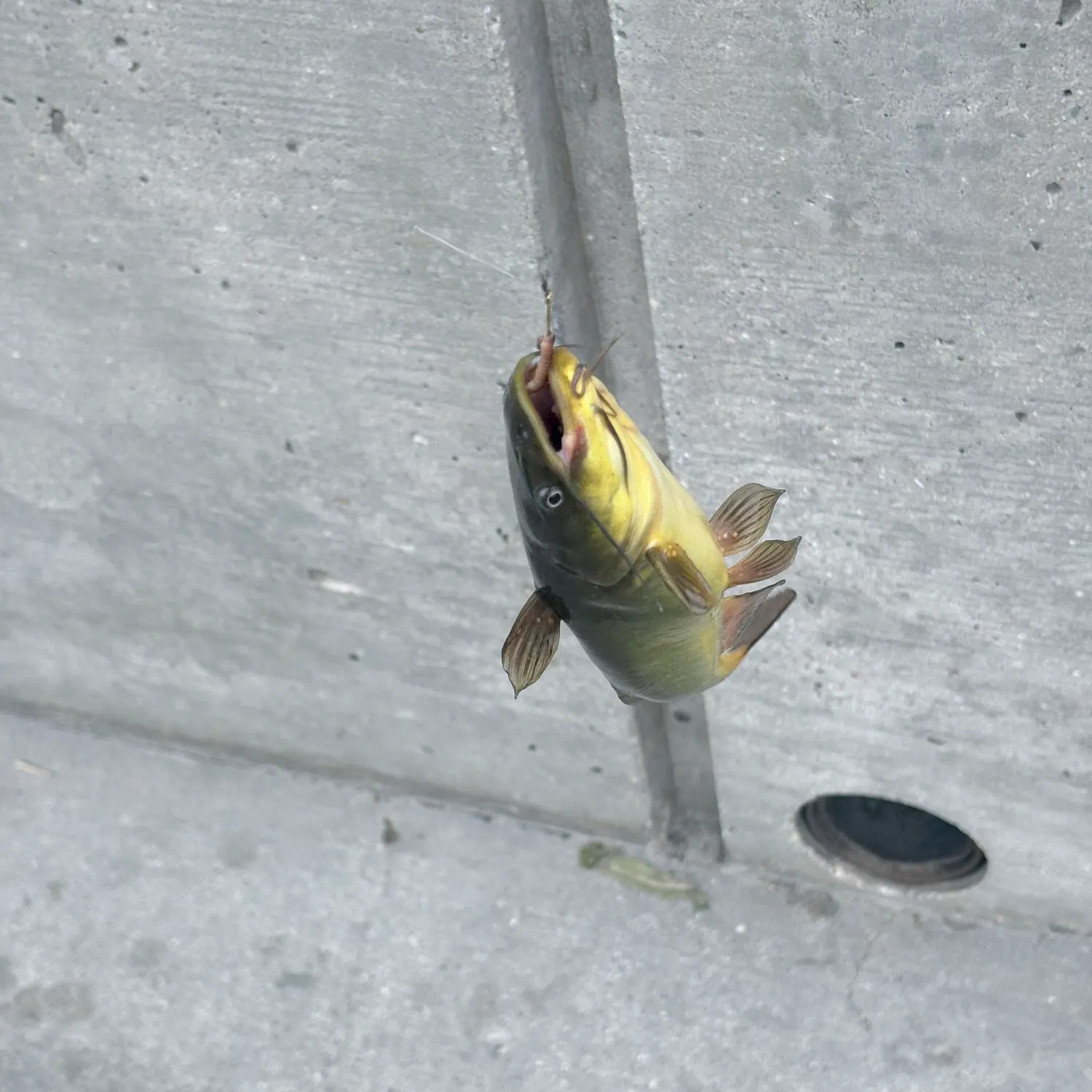 Fish caught on Fishbrain