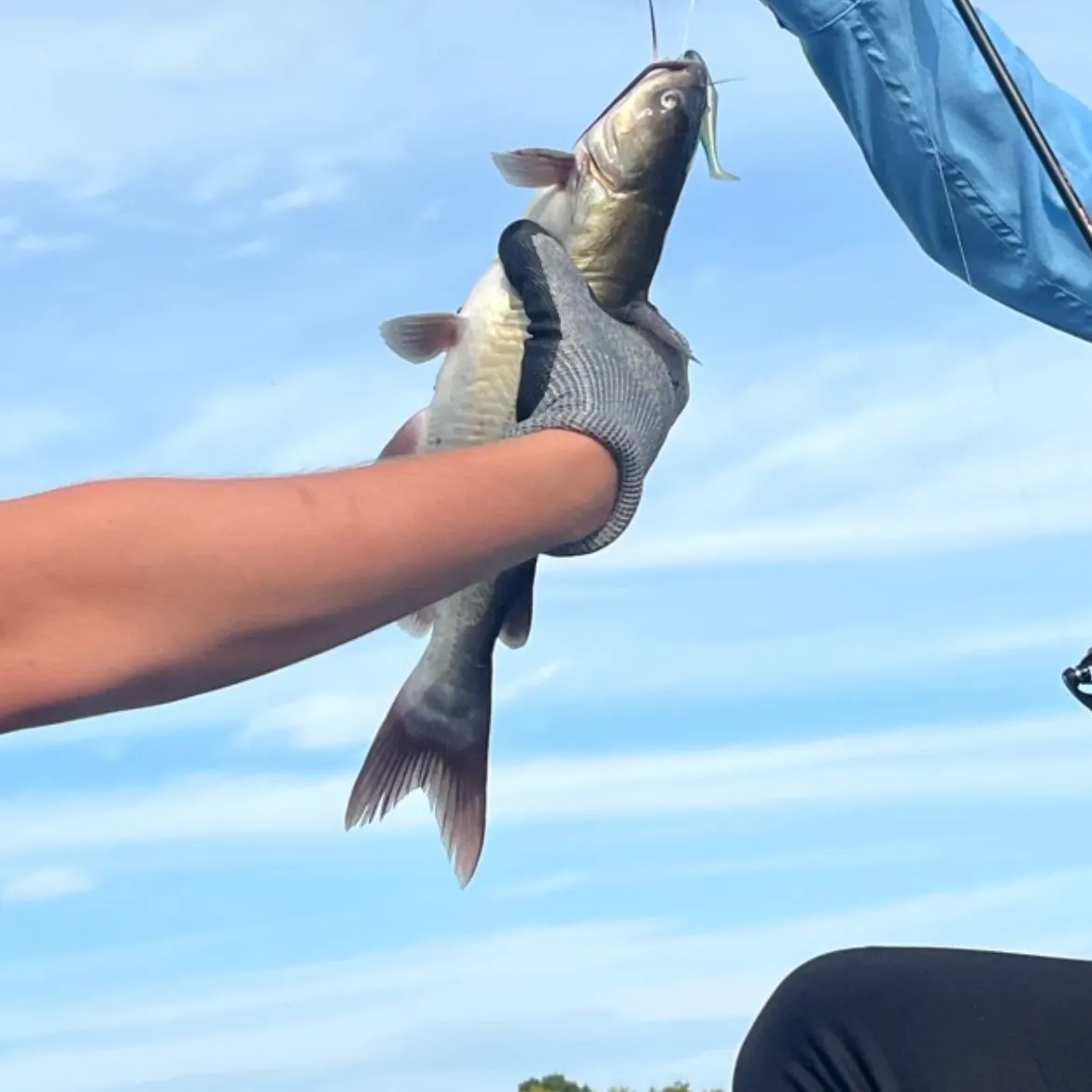 Channel catfish caught on Fishbrain