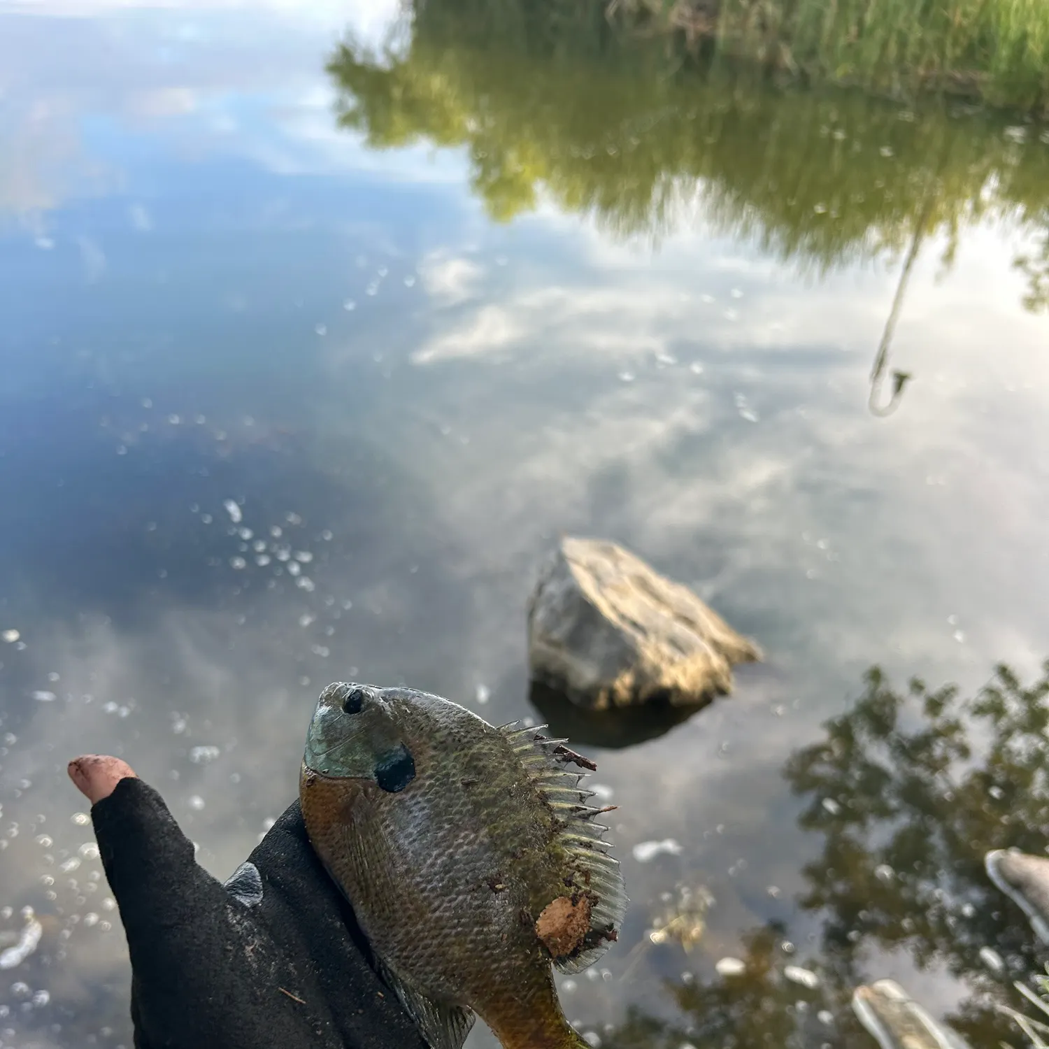 Bluegill caught on Fishbrain