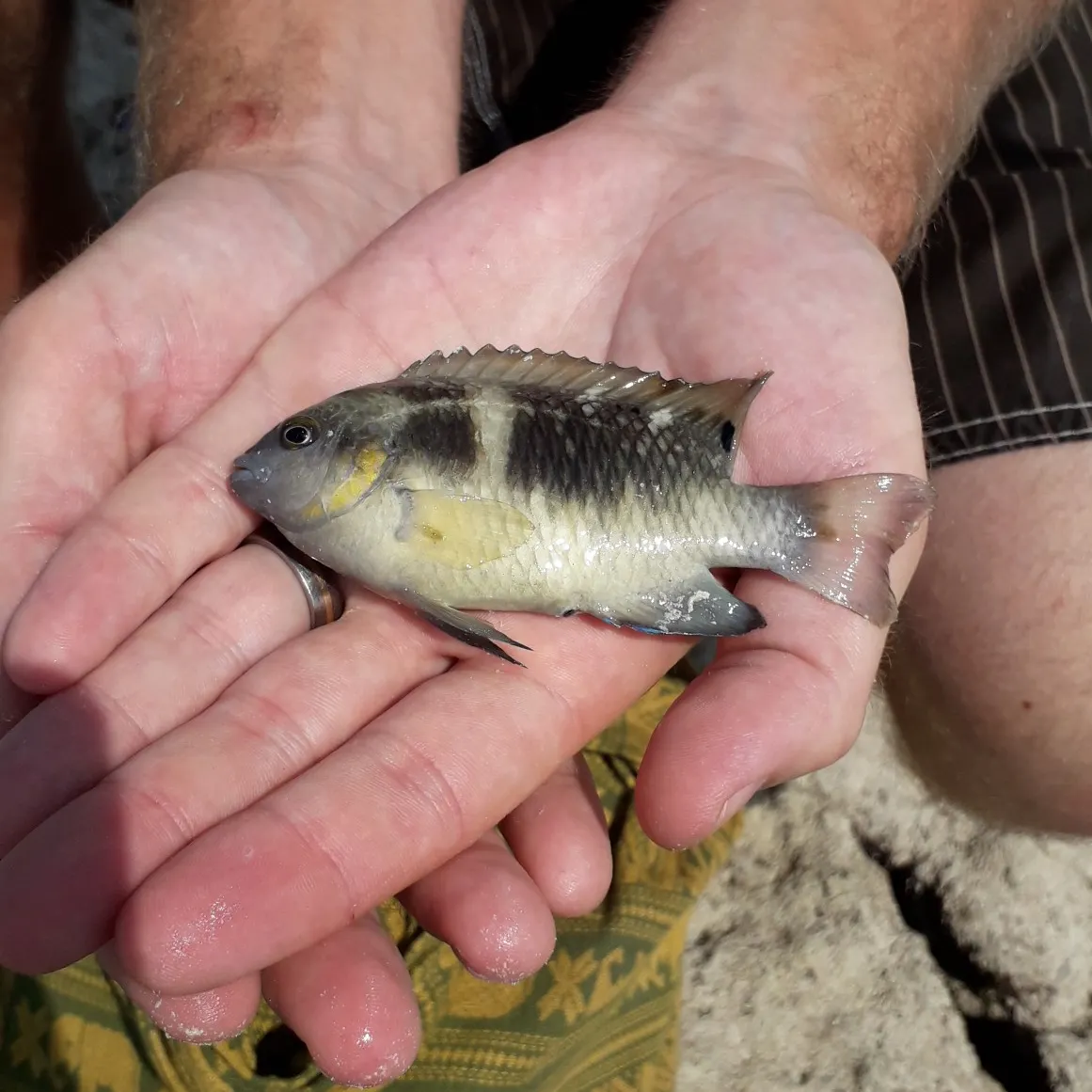 The most recent Twinspot damselfish catches on Fishbrain