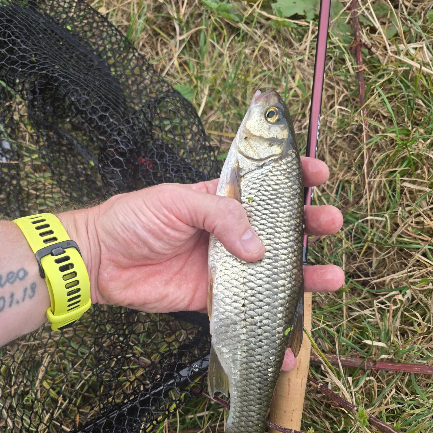 European chub caught on Fishbrain