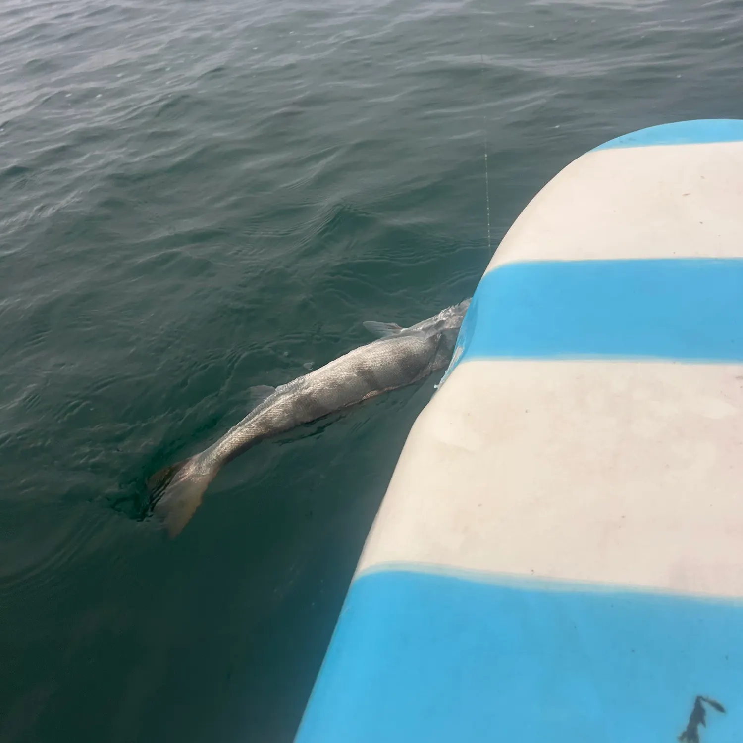 The most recent White seabass catches on Fishbrain