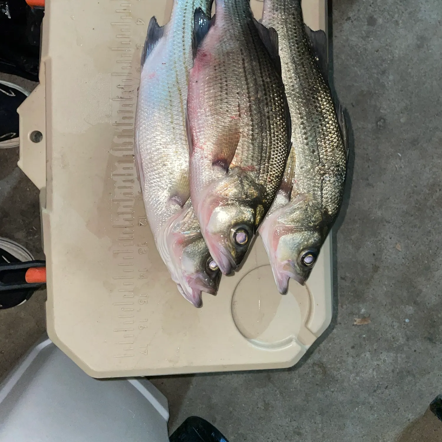 White bass caught on Fishbrain