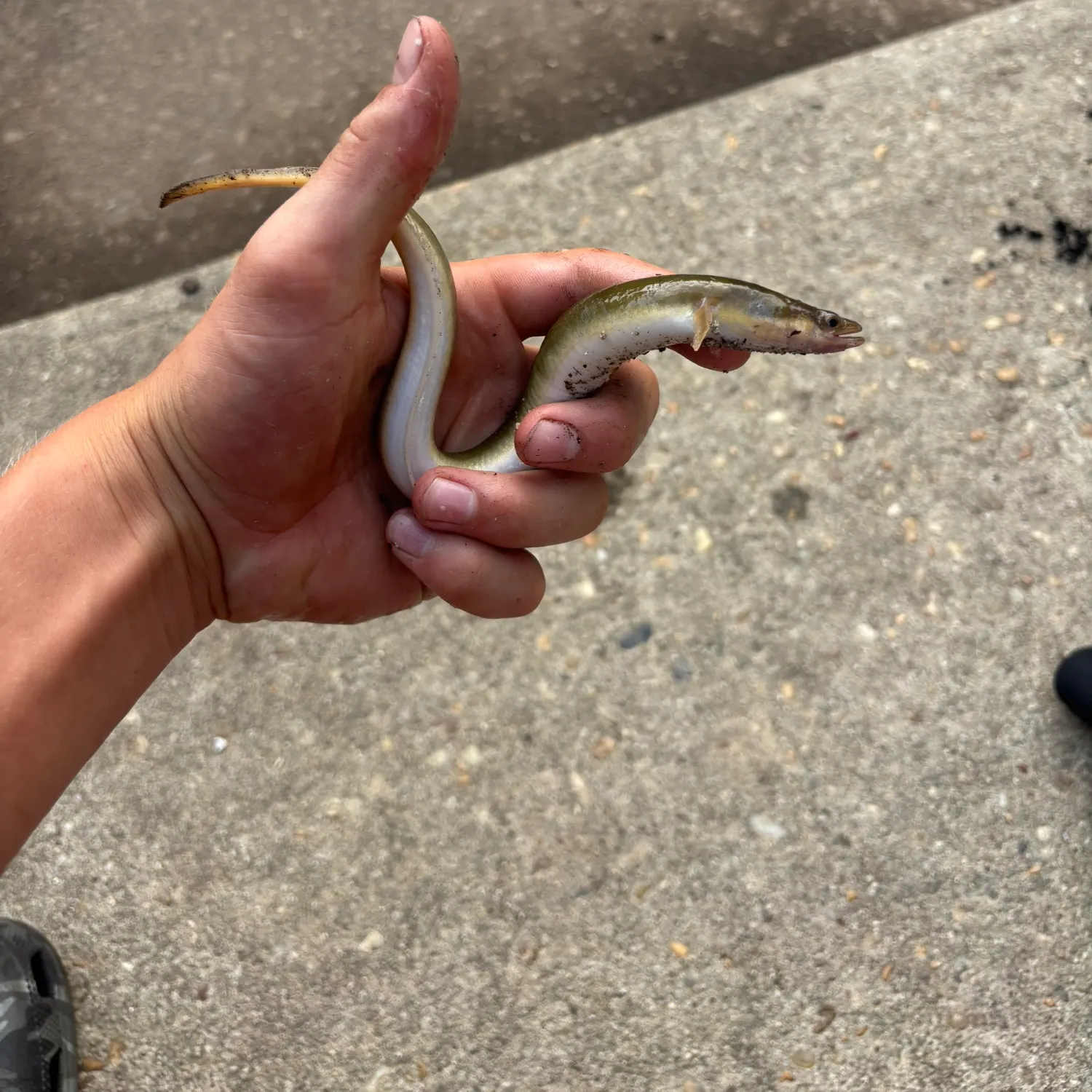 The most recent American eel catches on Fishbrain