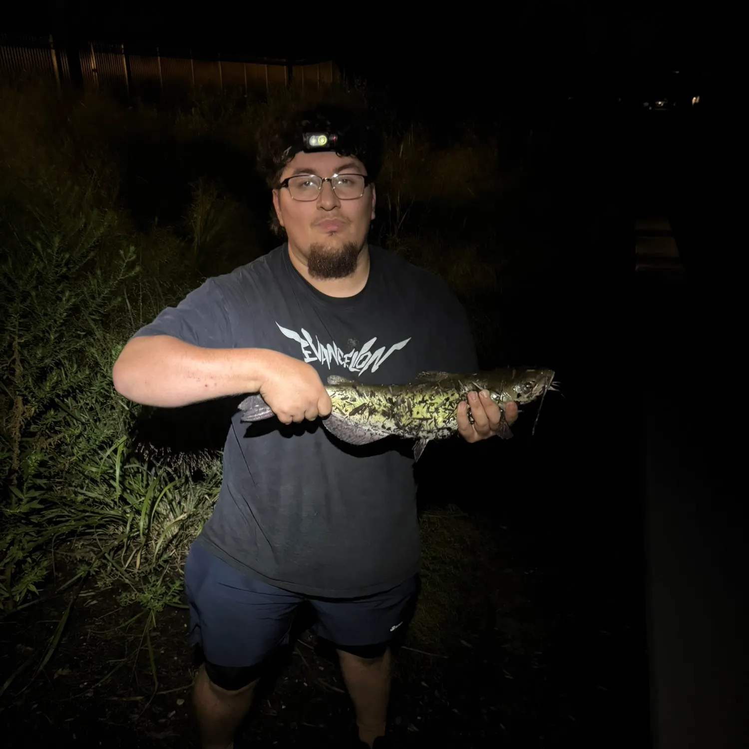 Channel catfish caught on Fishbrain