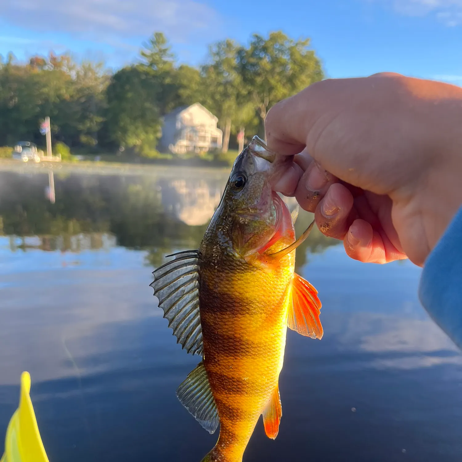 Yellow perch caught on Fishbrain