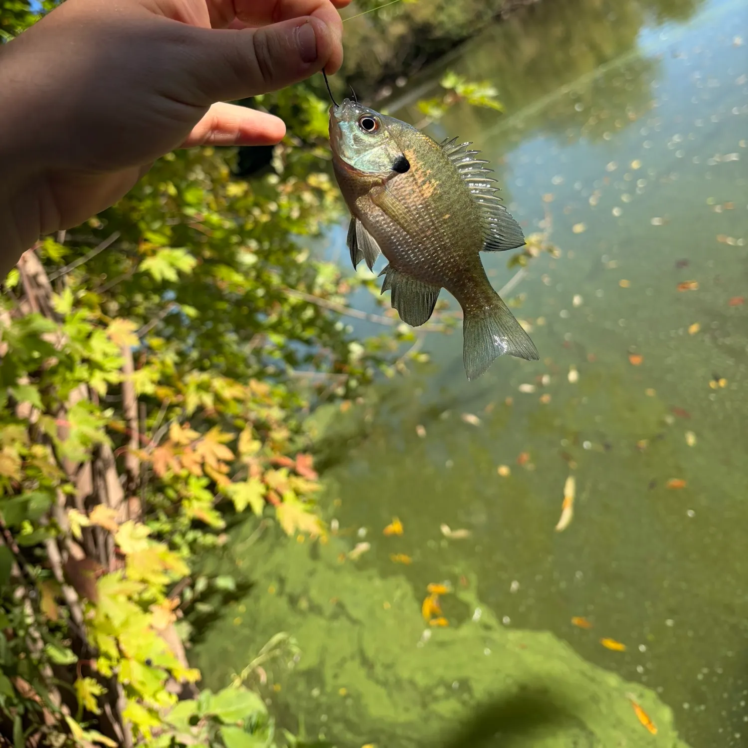 Bluegill caught on Fishbrain