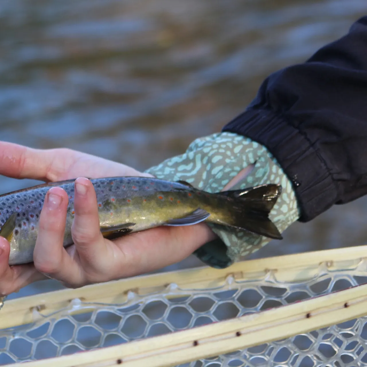 Brown trout caught on Fishbrain