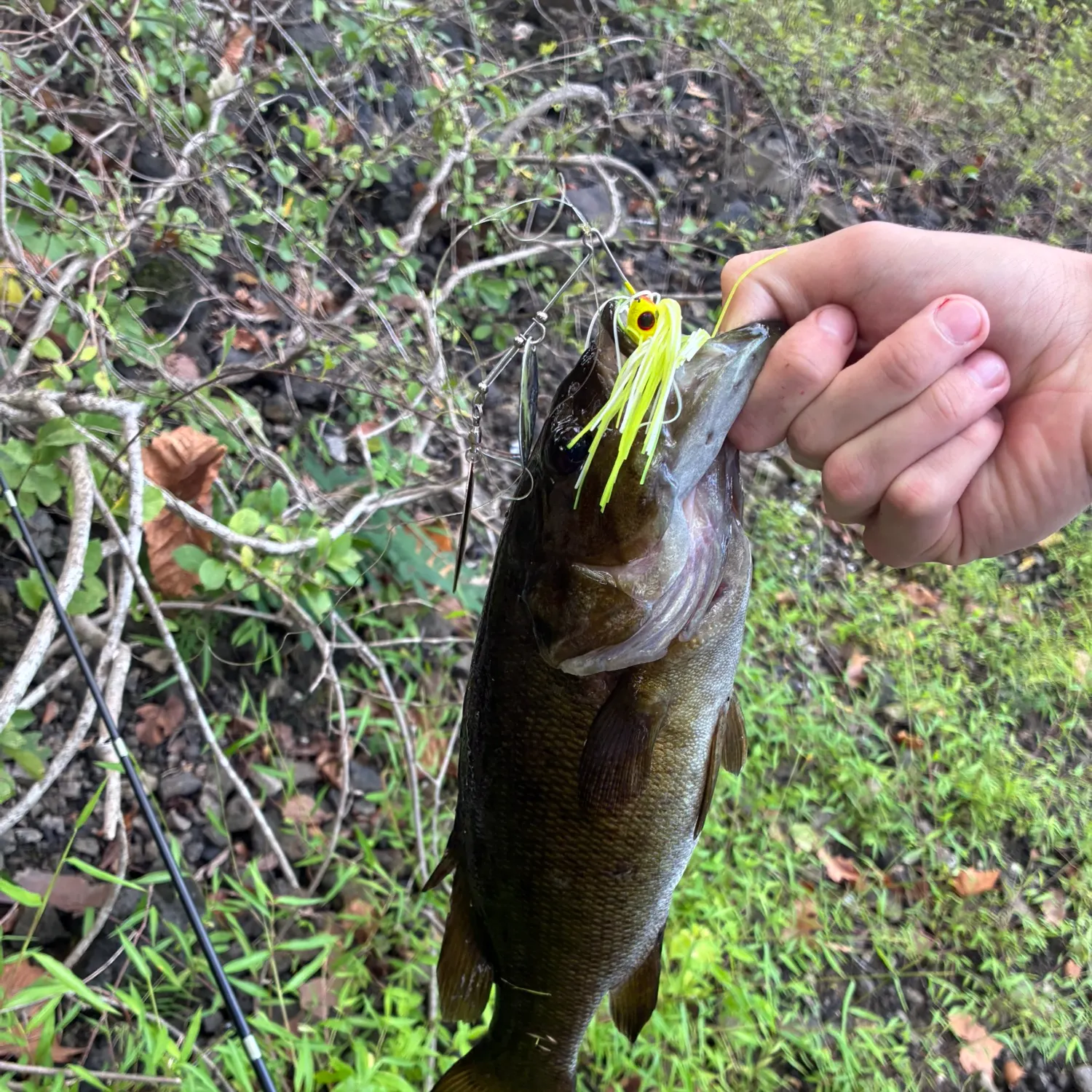Smallmouth bass caught on Fishbrain