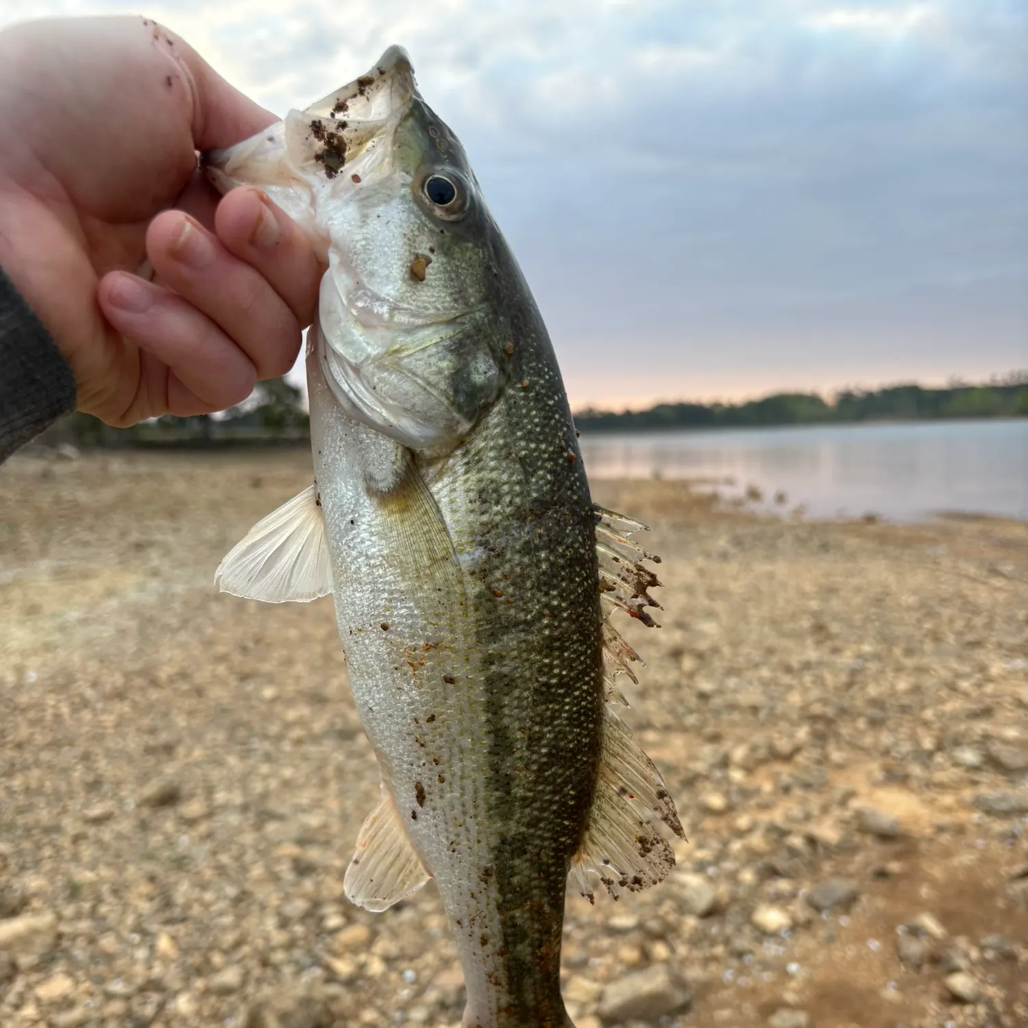 The most recent Spotted bass catches on Fishbrain