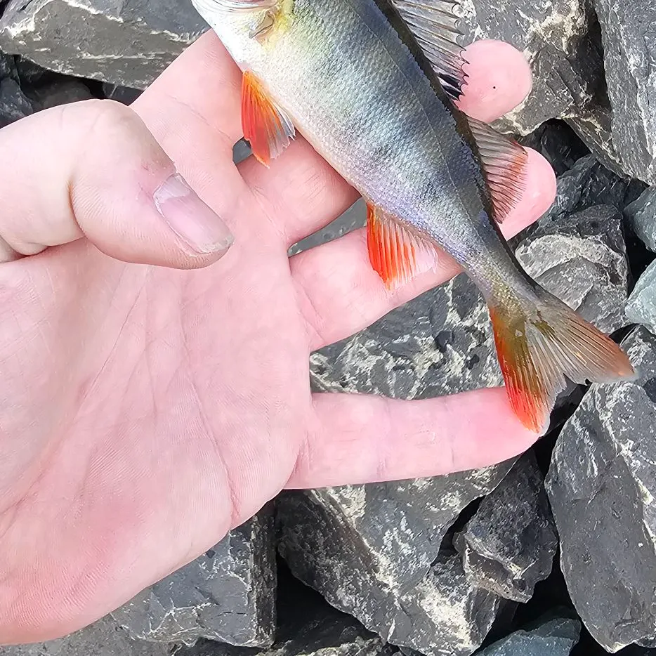 European perch caught on Fishbrain