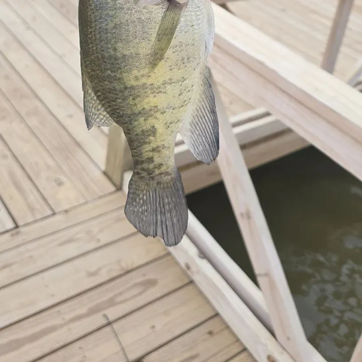 White crappie caught on Fishbrain