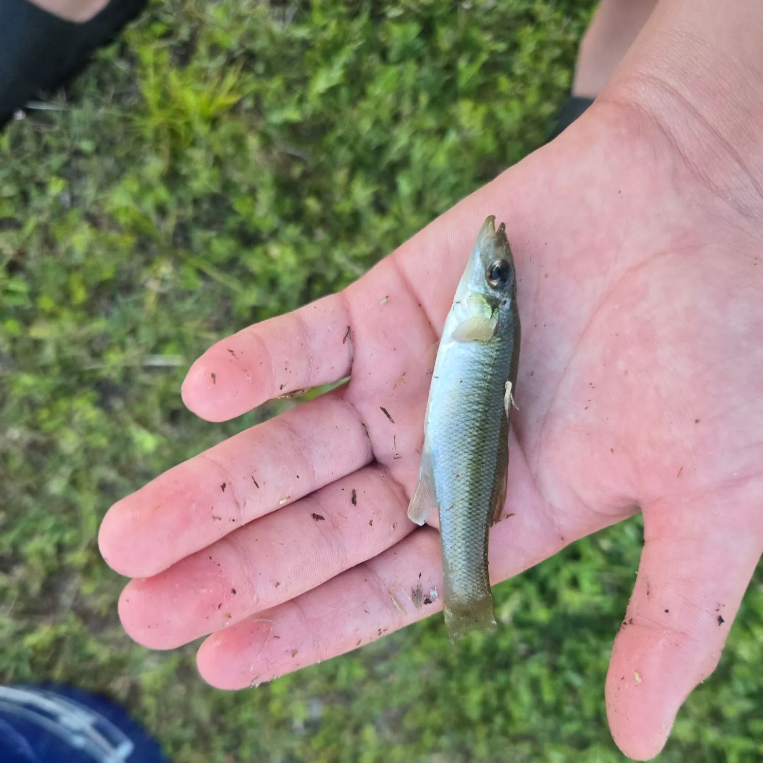 The most recent Seminole killifish catches on Fishbrain