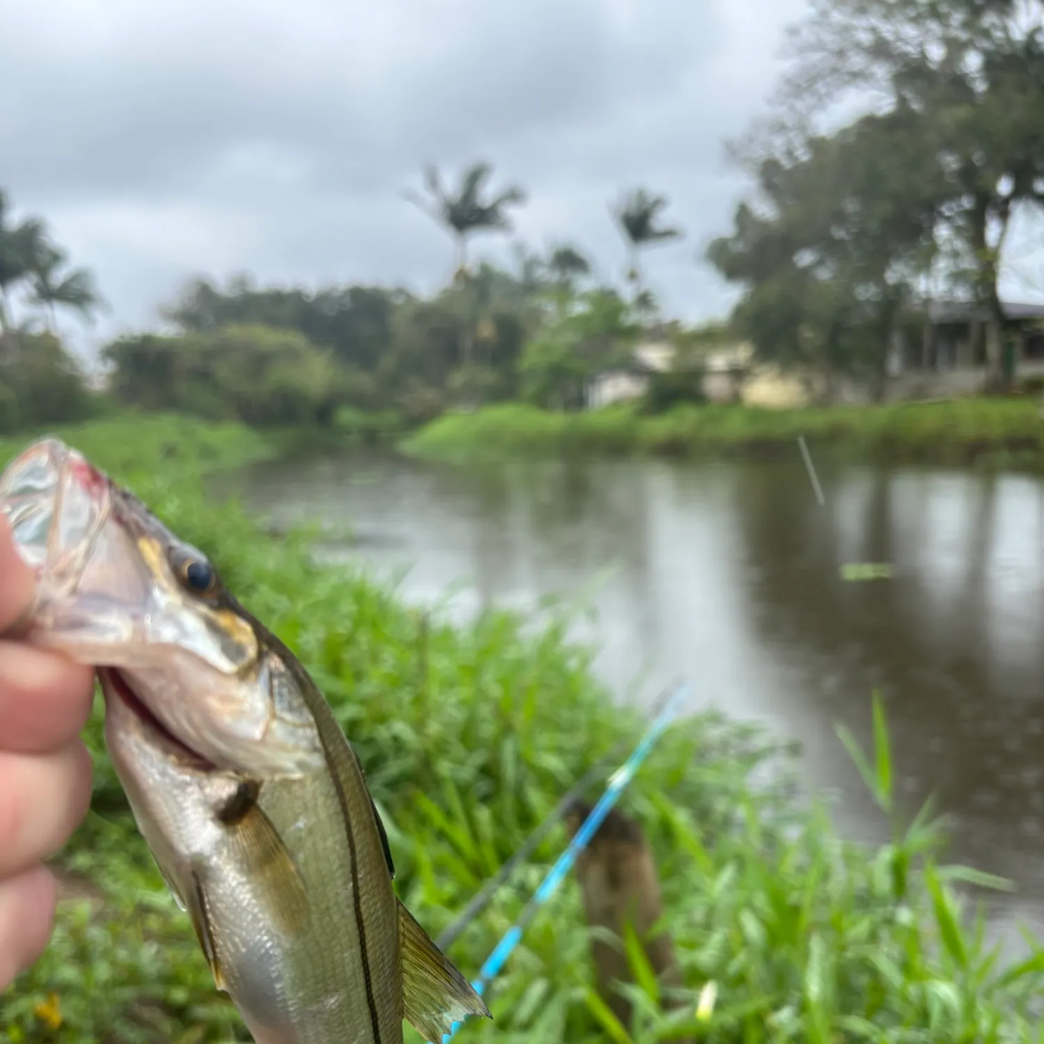 Fat snook caught on Fishbrain