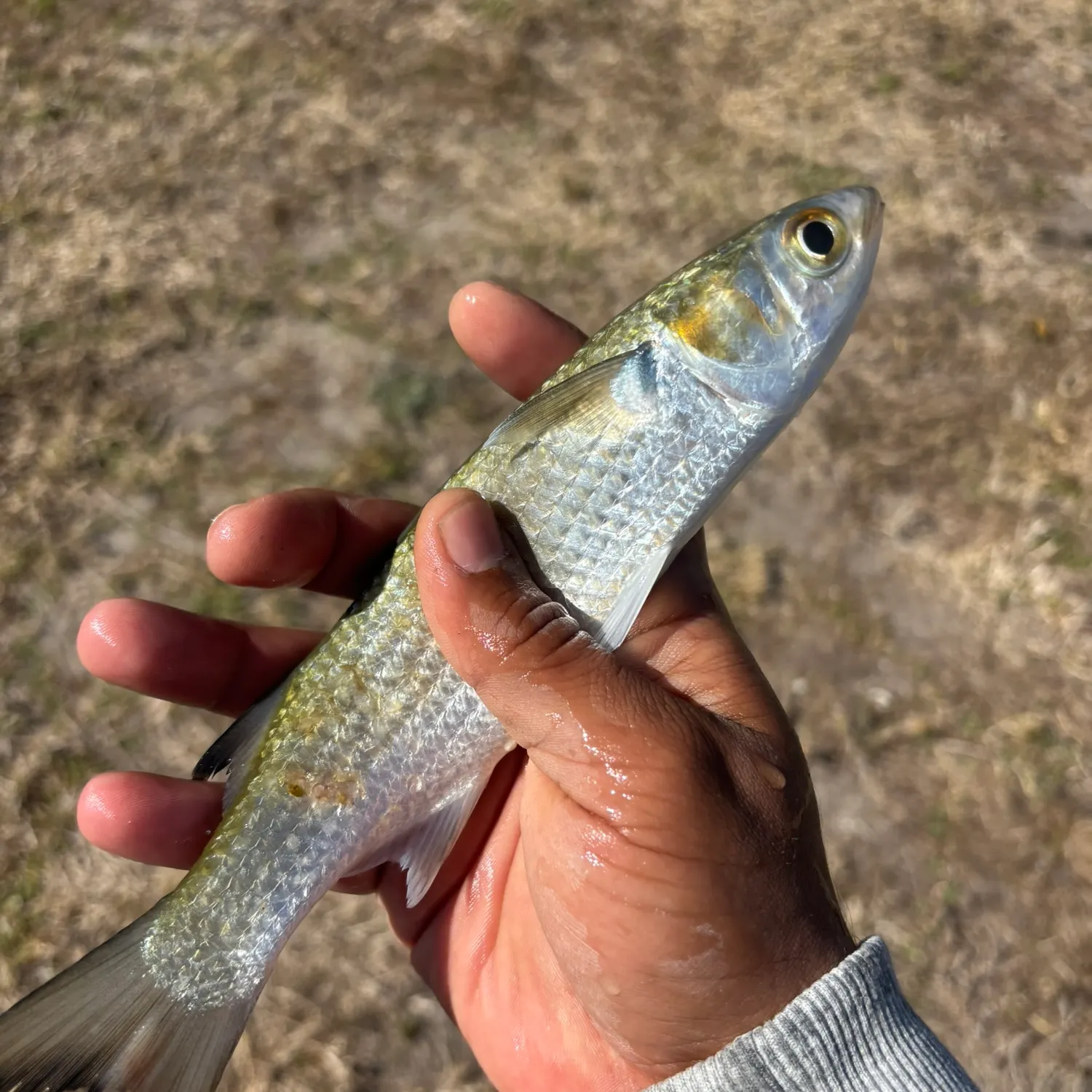 The most recent Striped mullet catches on Fishbrain