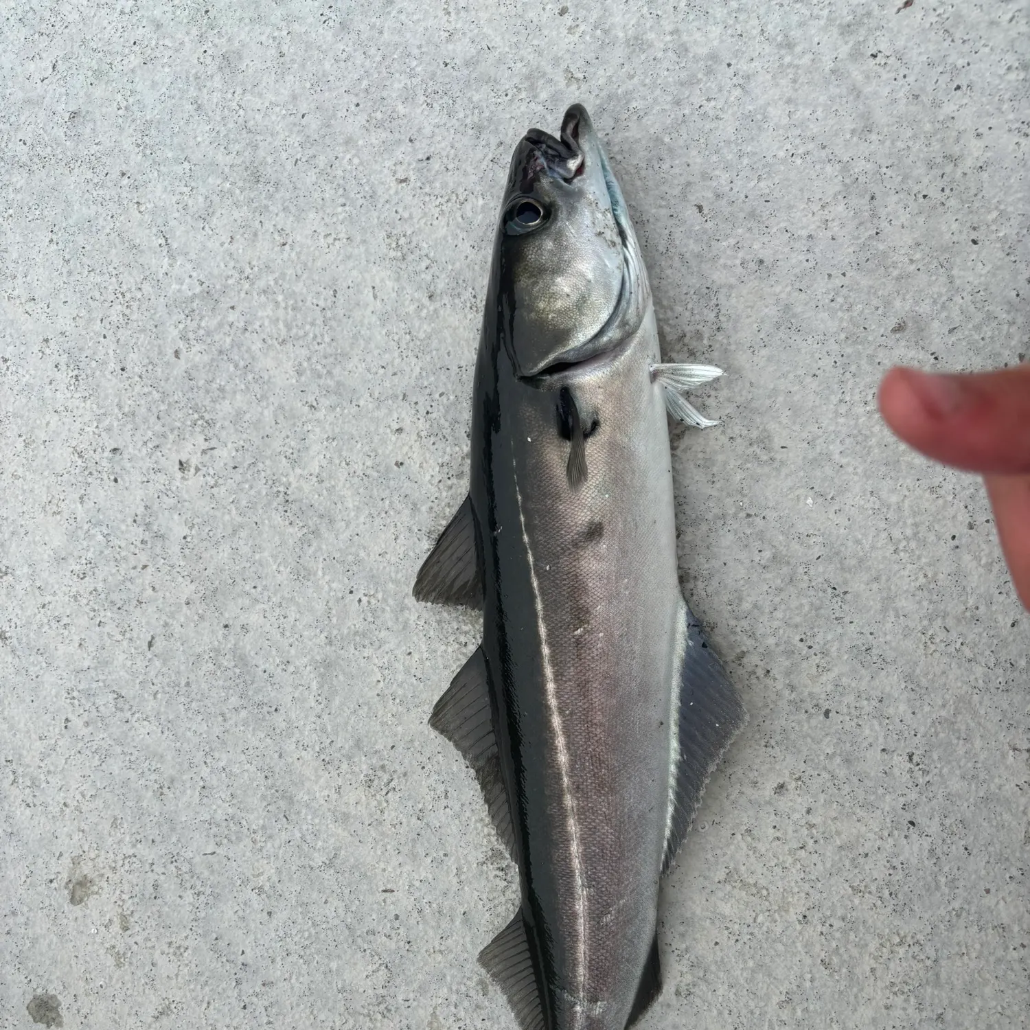 Atlantic pollock caught on Fishbrain