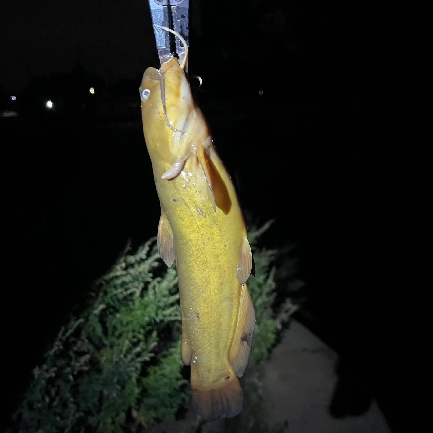 Yellow bullhead caught on Fishbrain