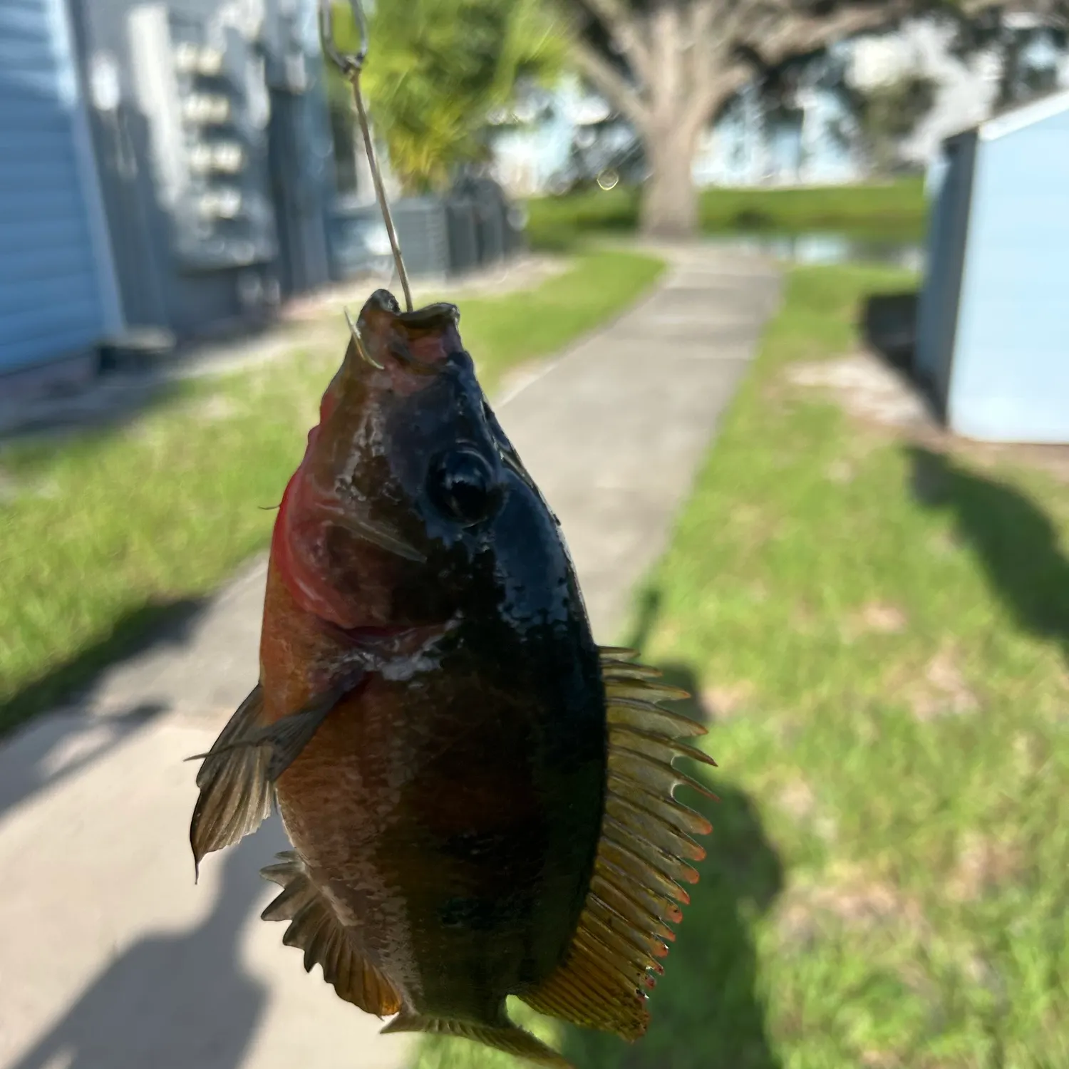 Spotted tilapia caught on Fishbrain