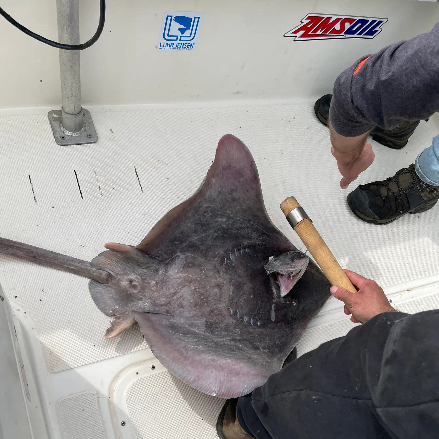 Big skate caught on Fishbrain