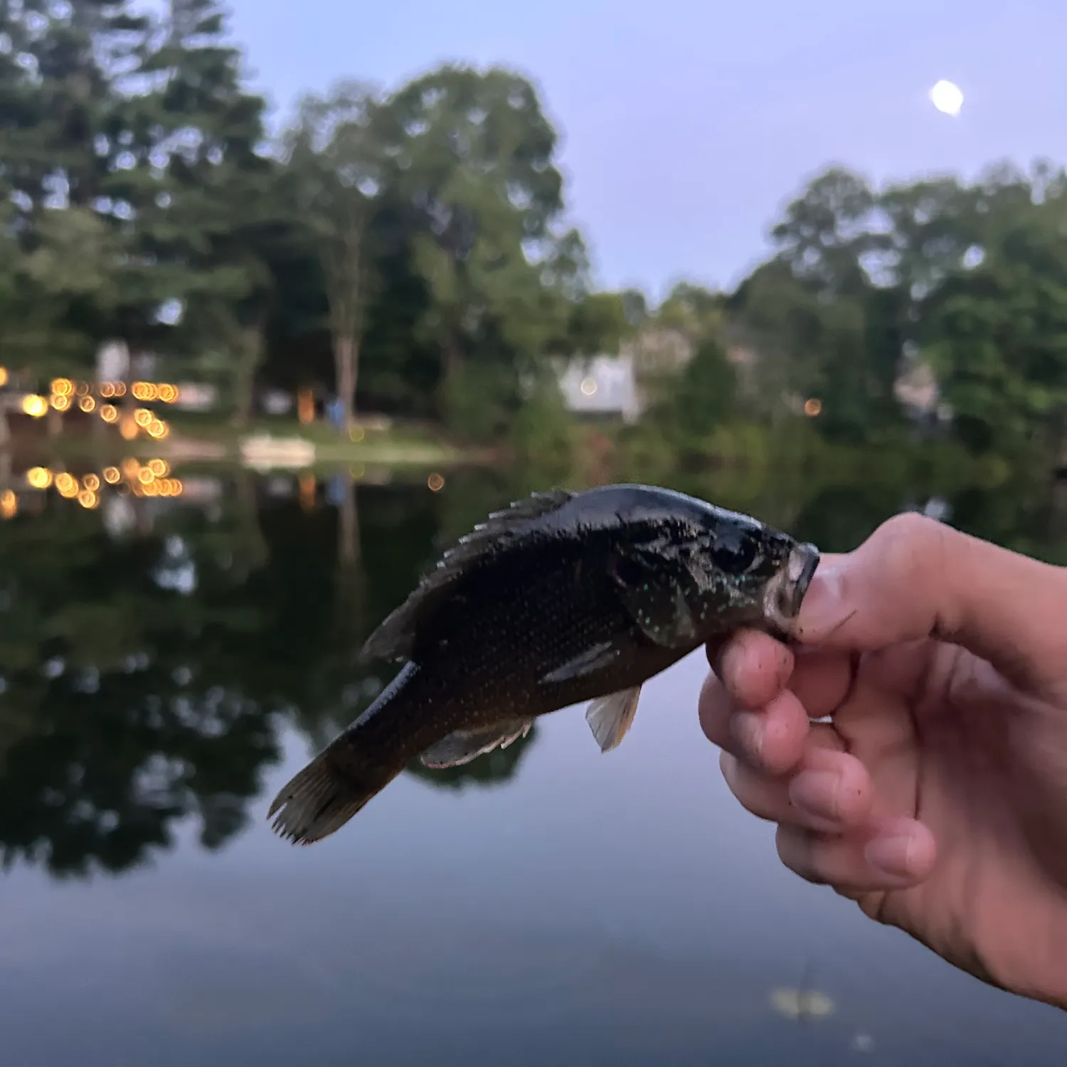 Green sunfish caught on Fishbrain
