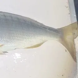 The most recent Striped seabream catches on Fishbrain