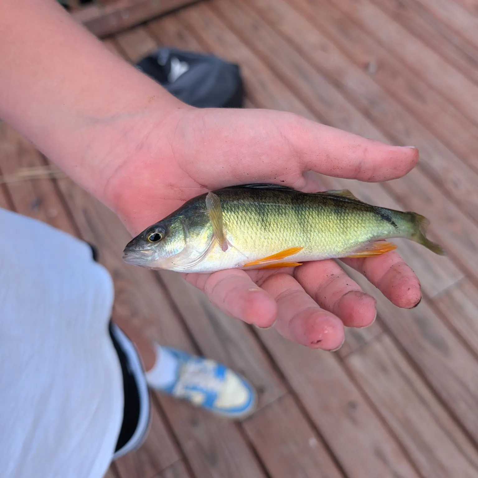 Yellow perch caught on Fishbrain
