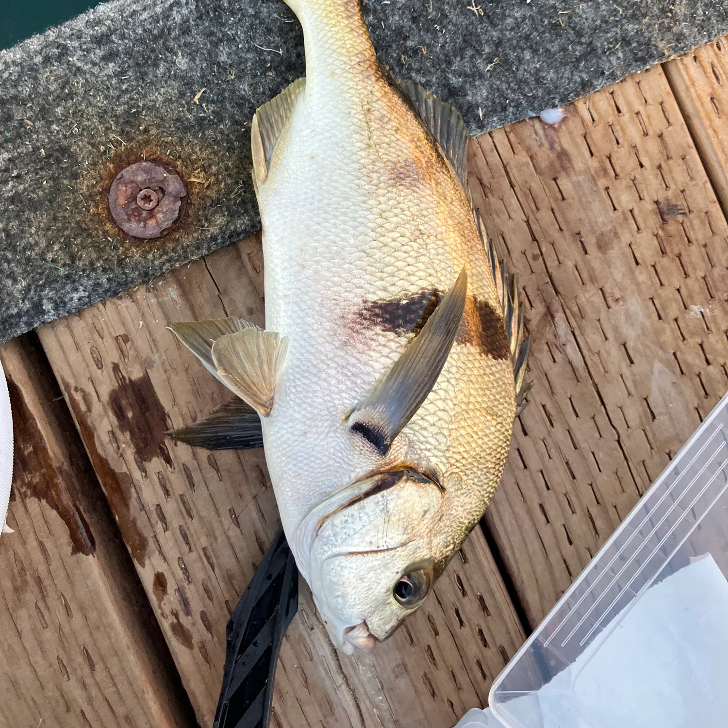 The most recent Sargo catches on Fishbrain