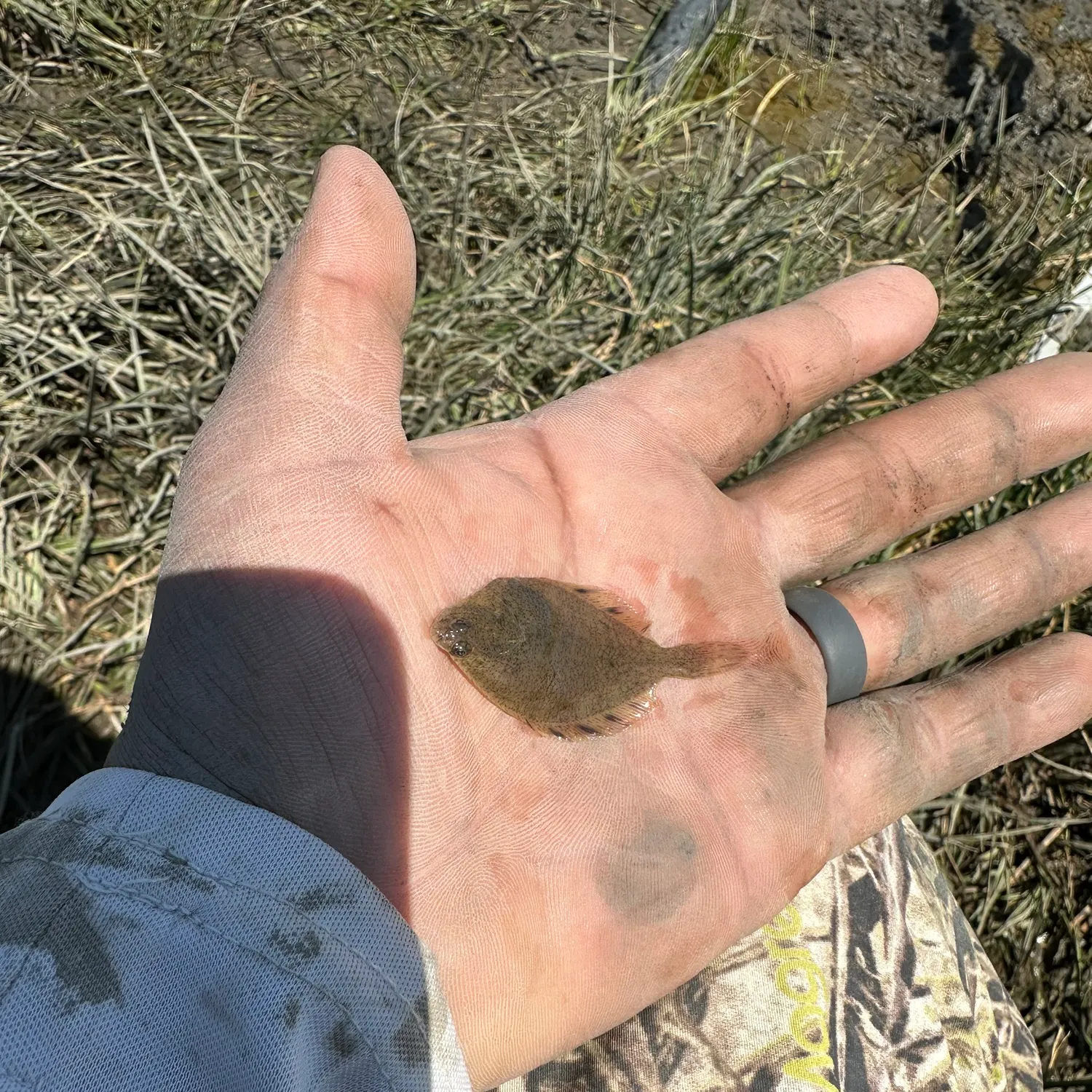 The most recent Starry flounder catches on Fishbrain