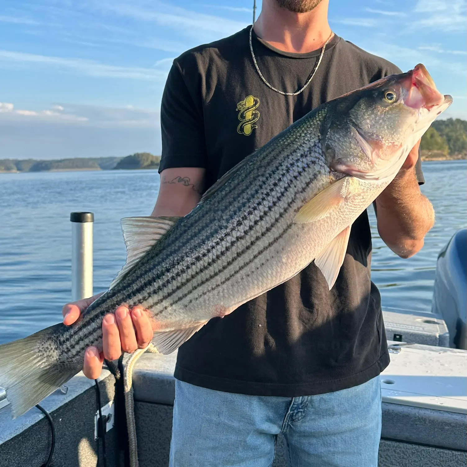 Striped bass caught on Fishbrain