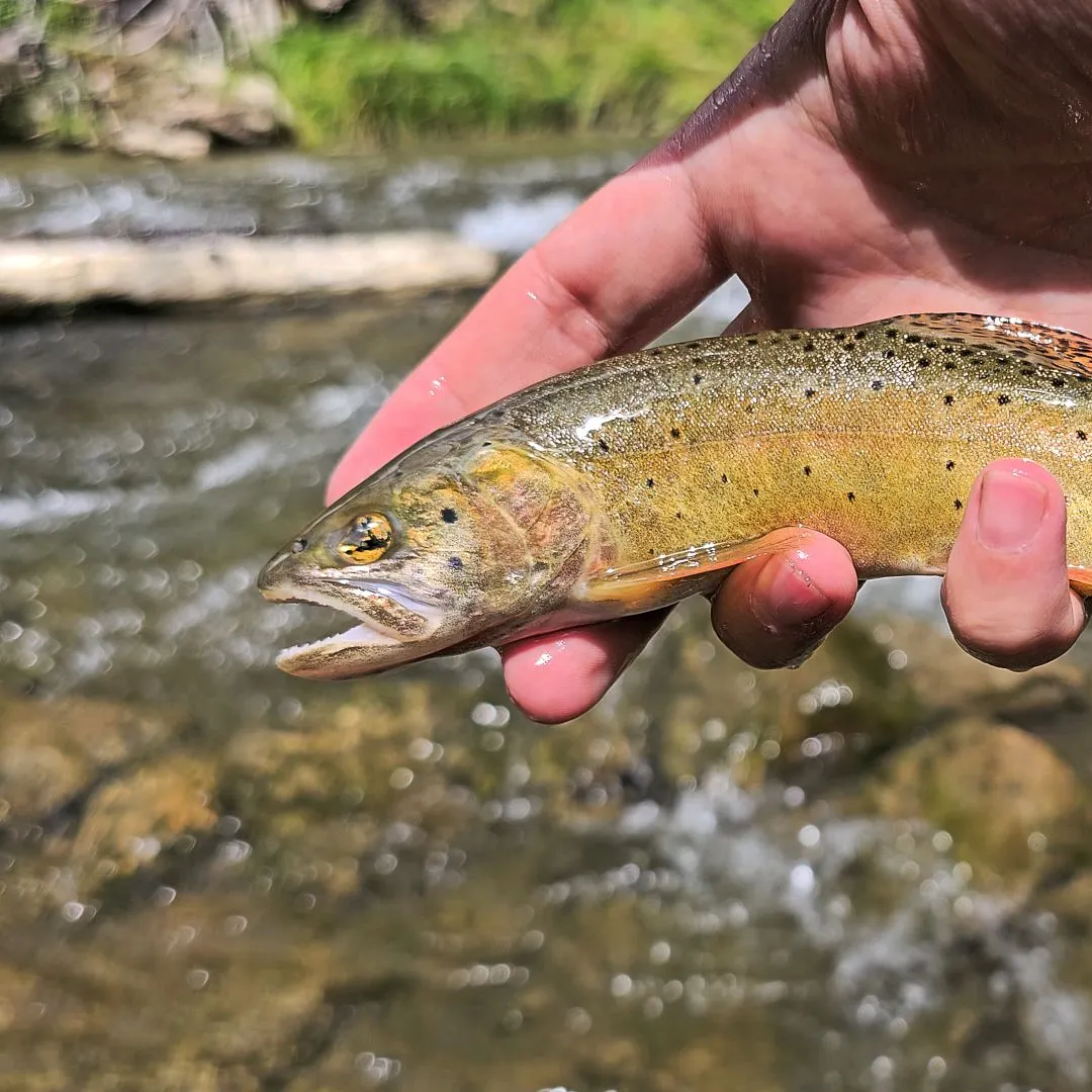 The most recent Colorado river cutthroat trout catches on Fishbrain