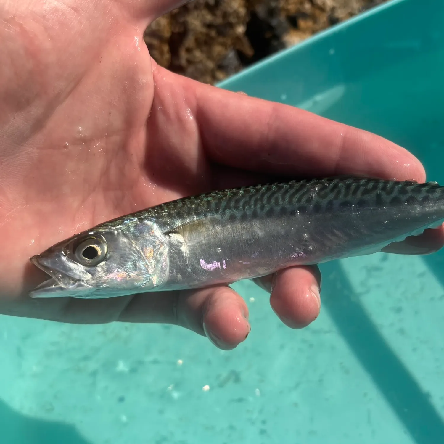 The most recent Atlantic chub mackerel catches on Fishbrain
