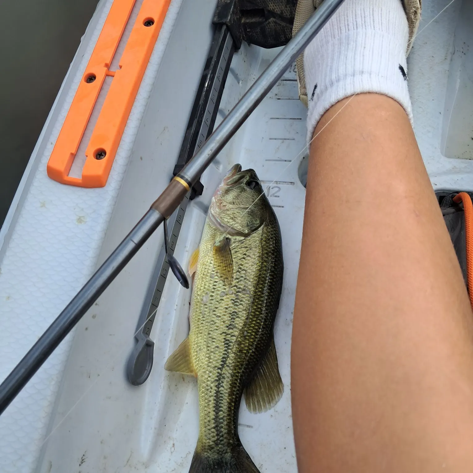 Largemouth bass caught on Fishbrain