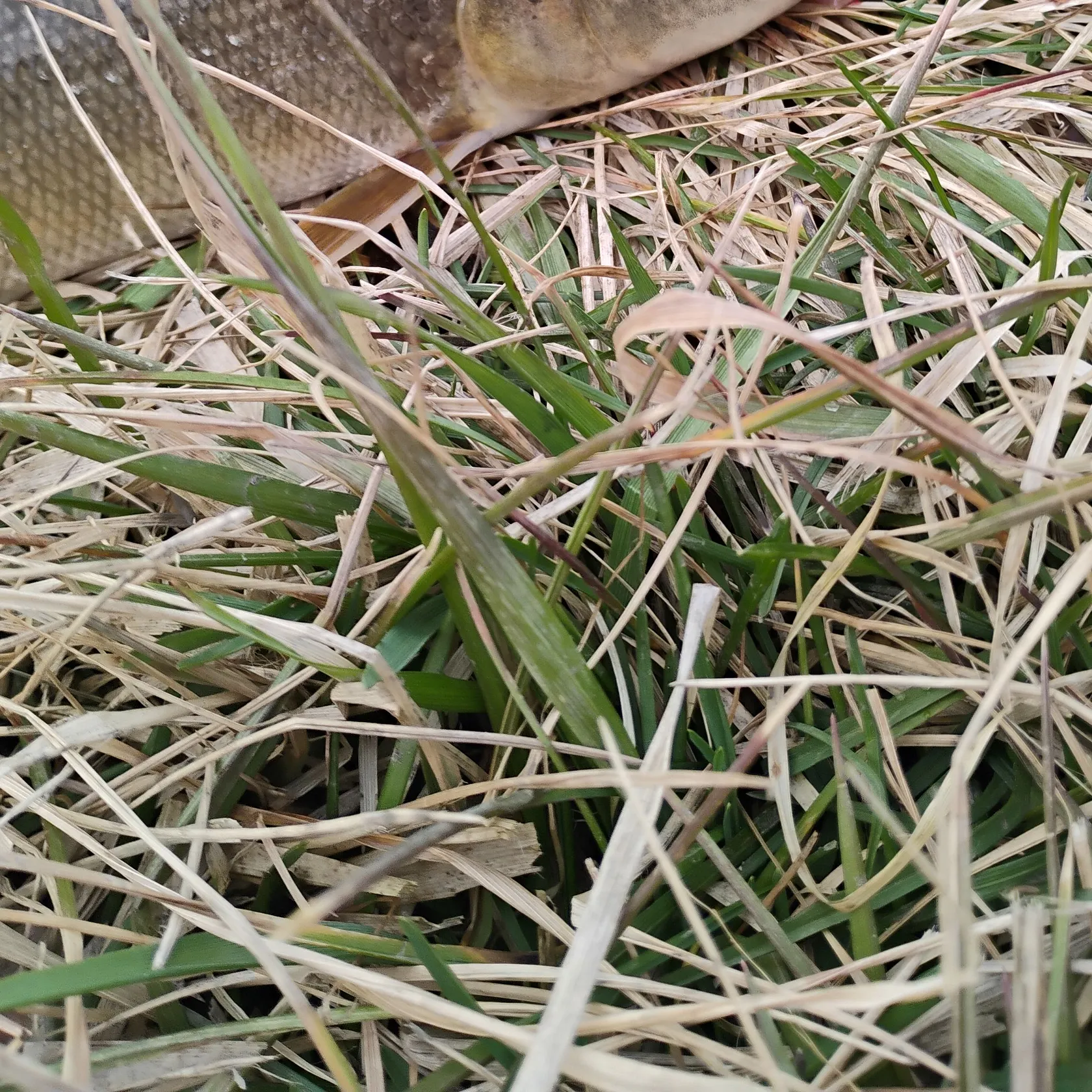 The most recent Golden redhorse catches on Fishbrain