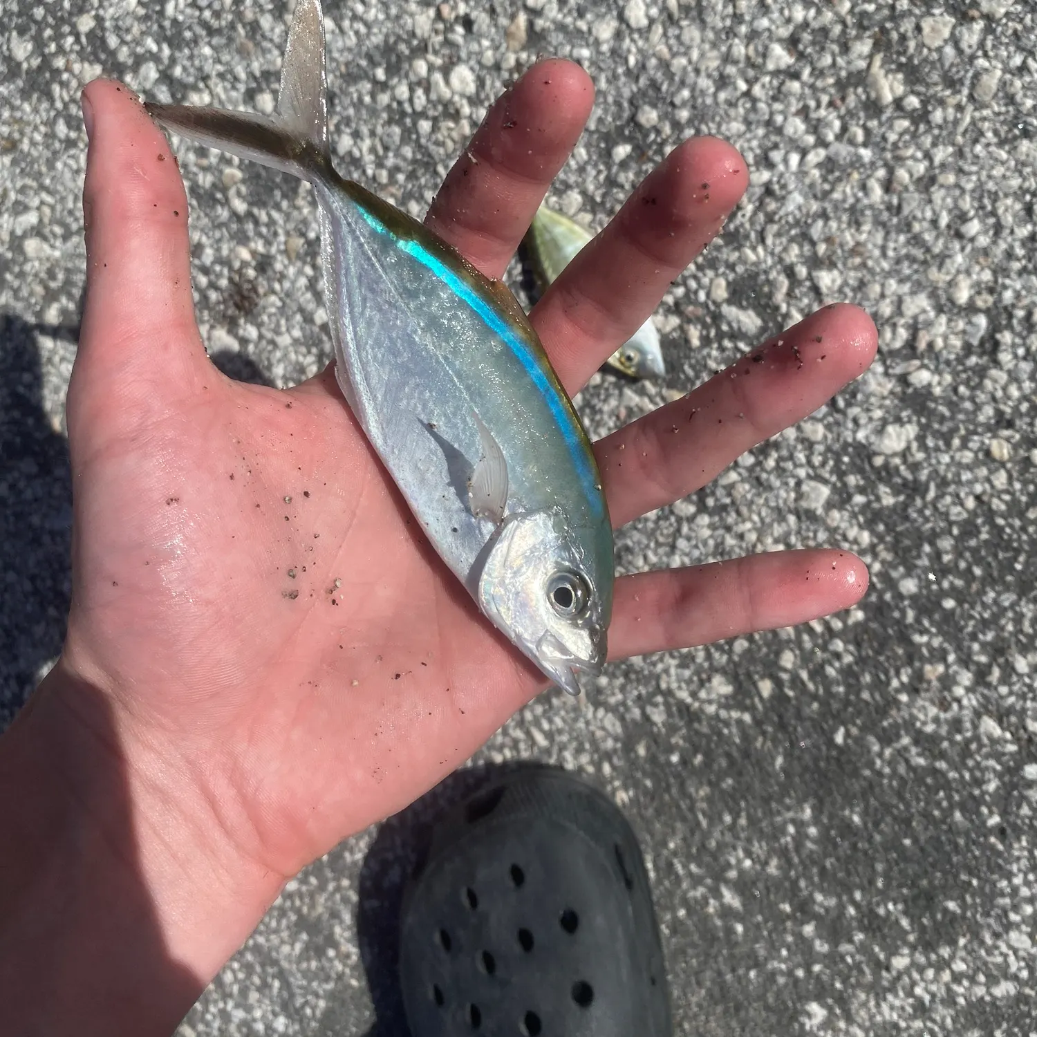 The most recent Bar jack catches on Fishbrain