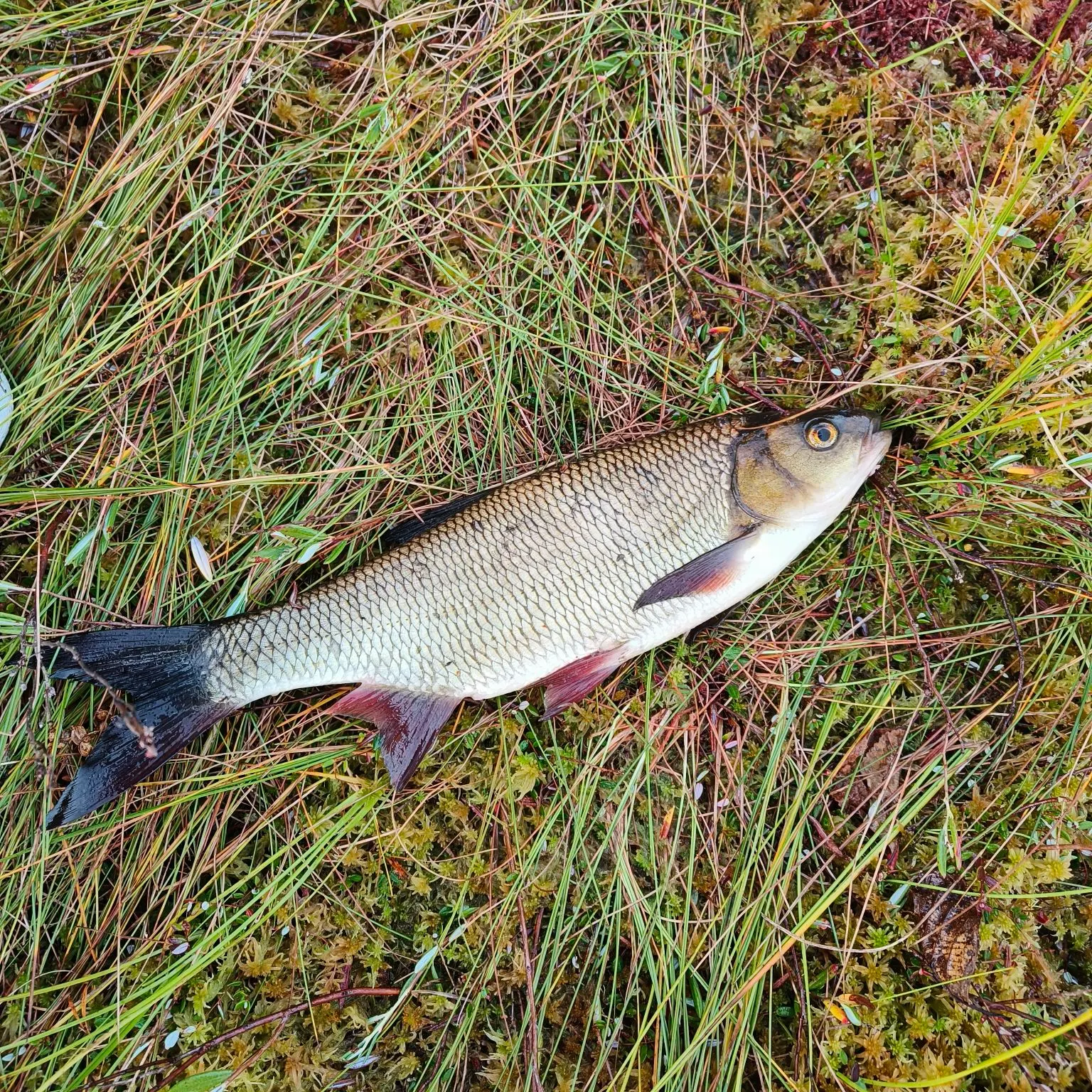 Common rudd caught on Fishbrain