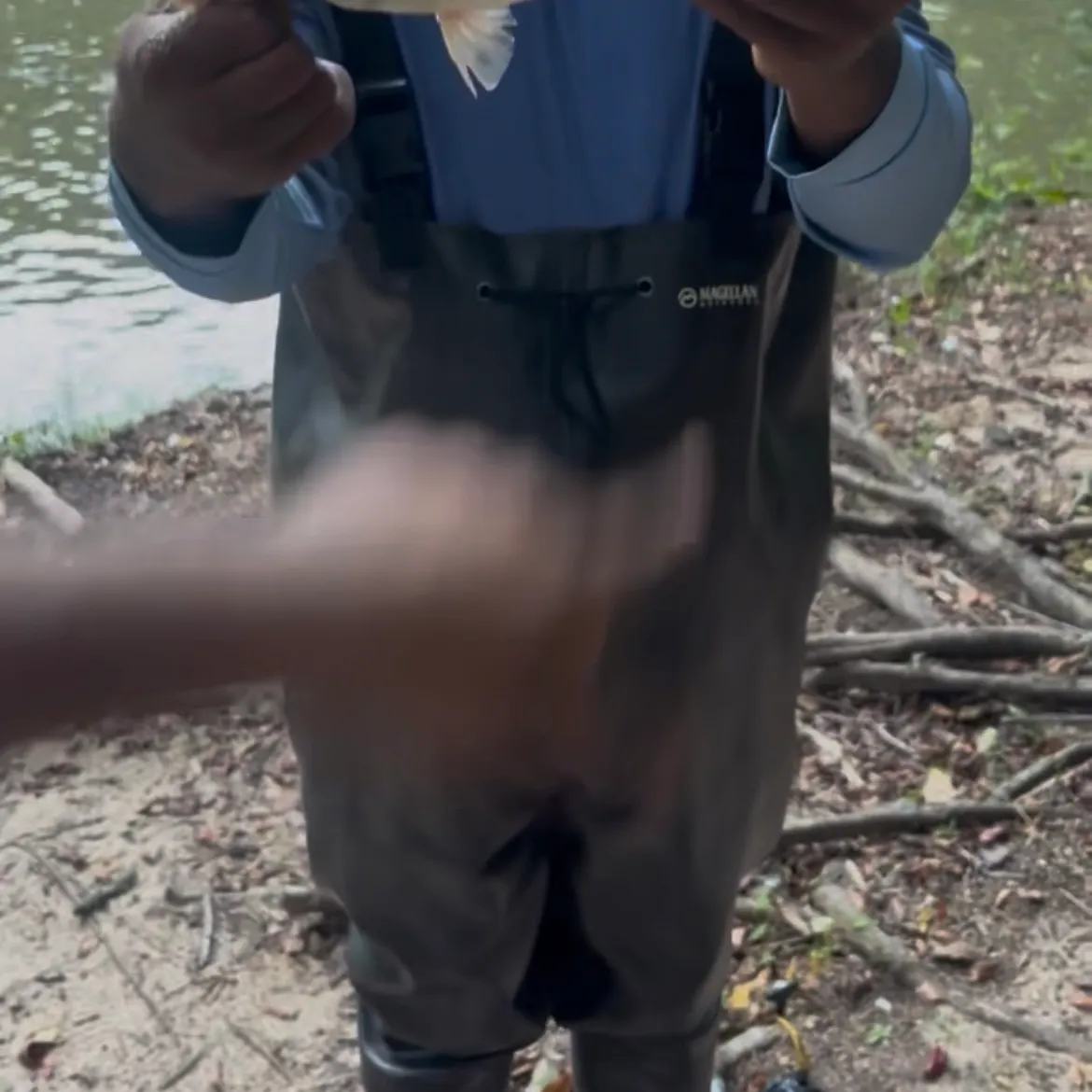 Spotted bass caught on Fishbrain