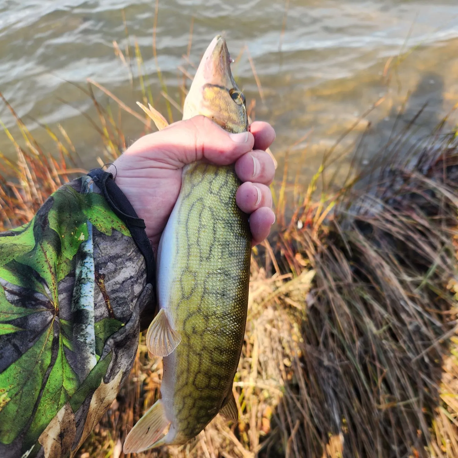 Chain pickerel caught on Fishbrain