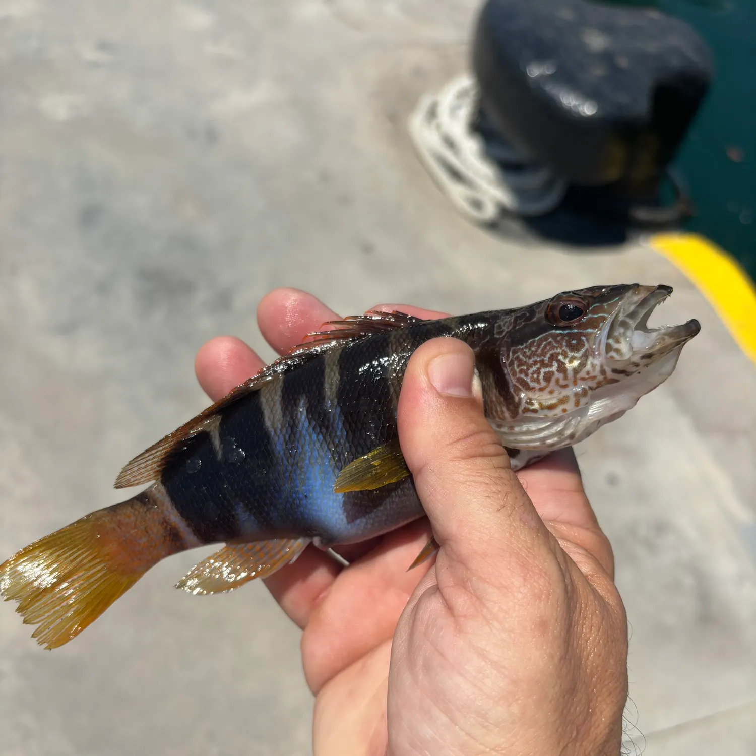 The most recent Painted comber catches on Fishbrain