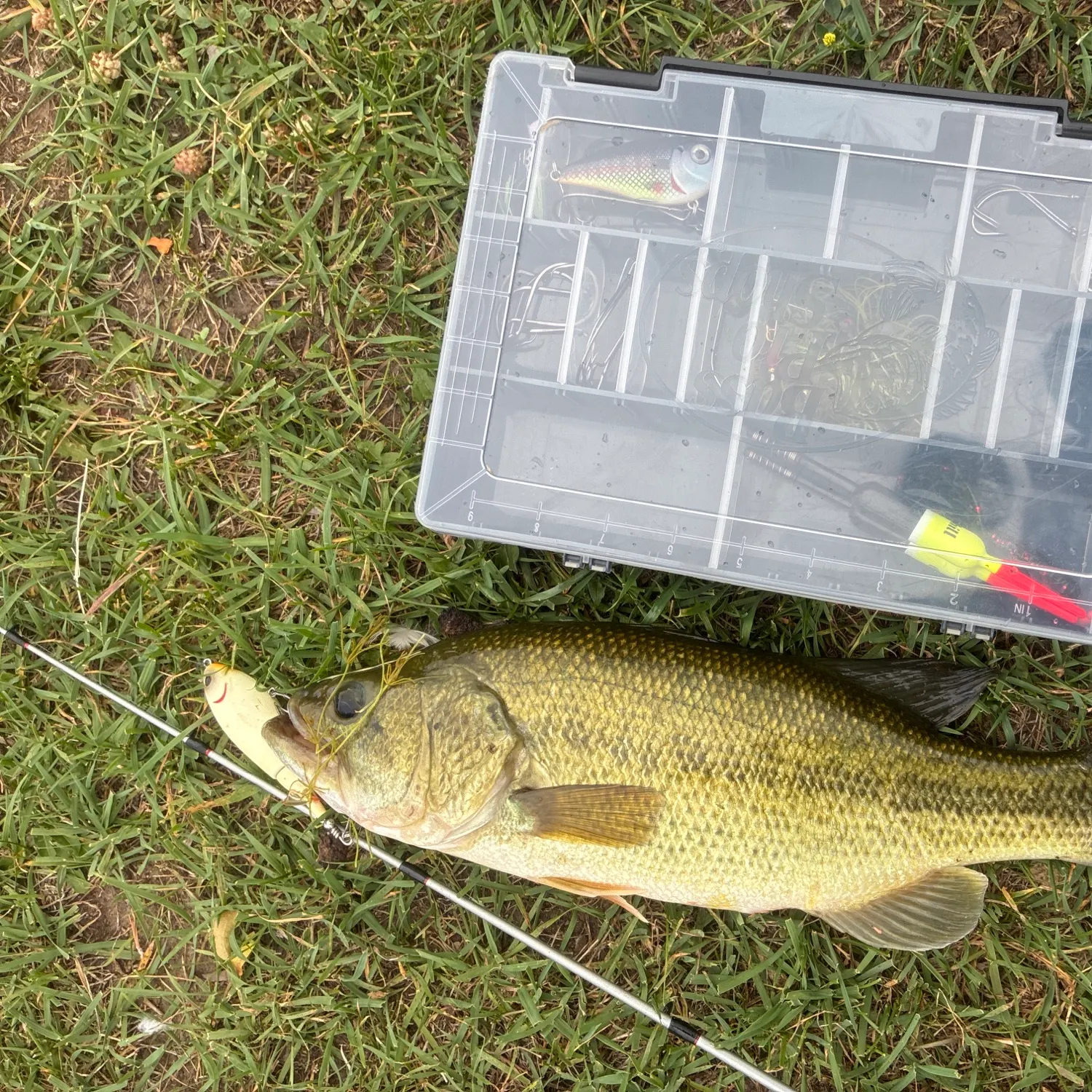 Largemouth bass caught on Fishbrain