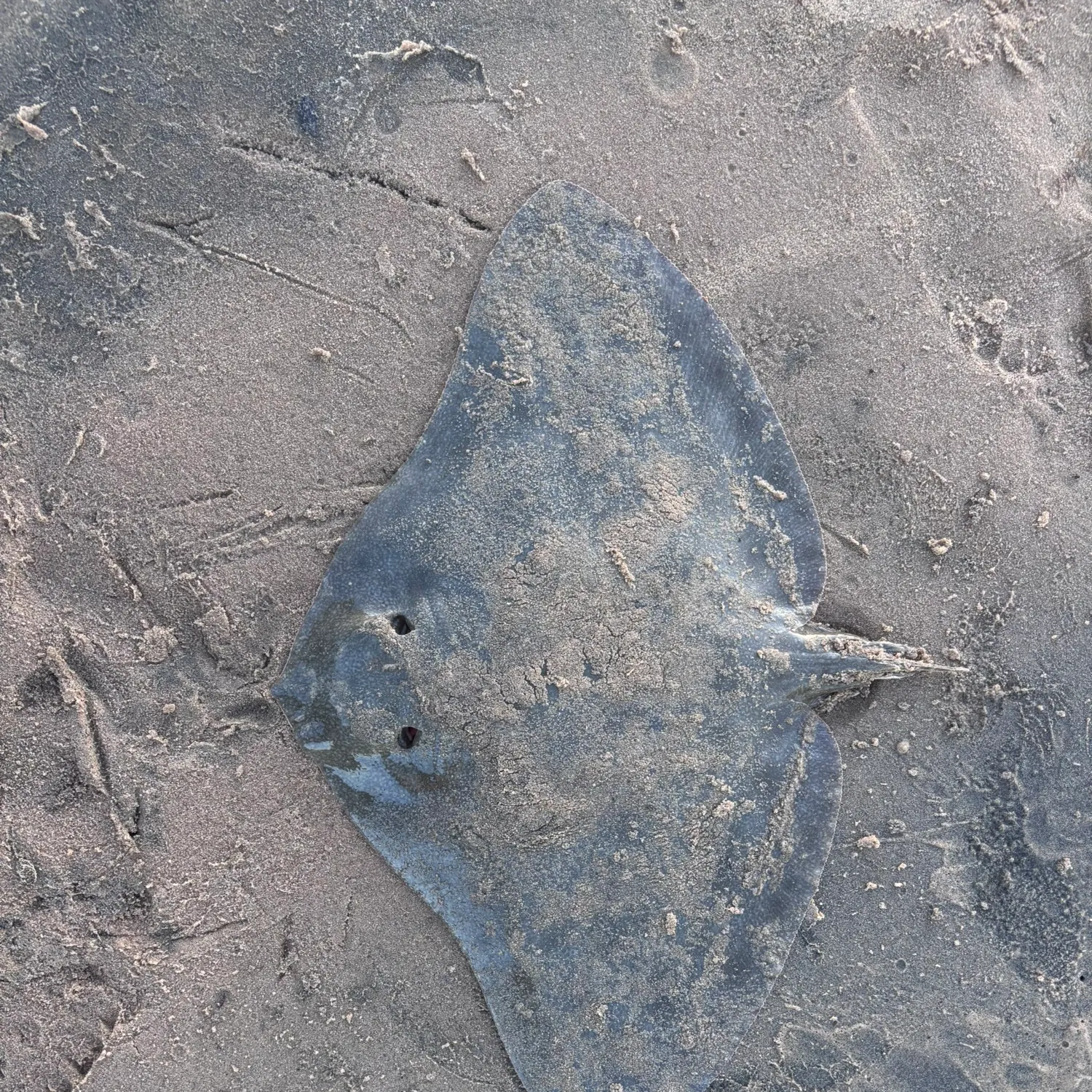 The most recent California butterfly ray catches on Fishbrain