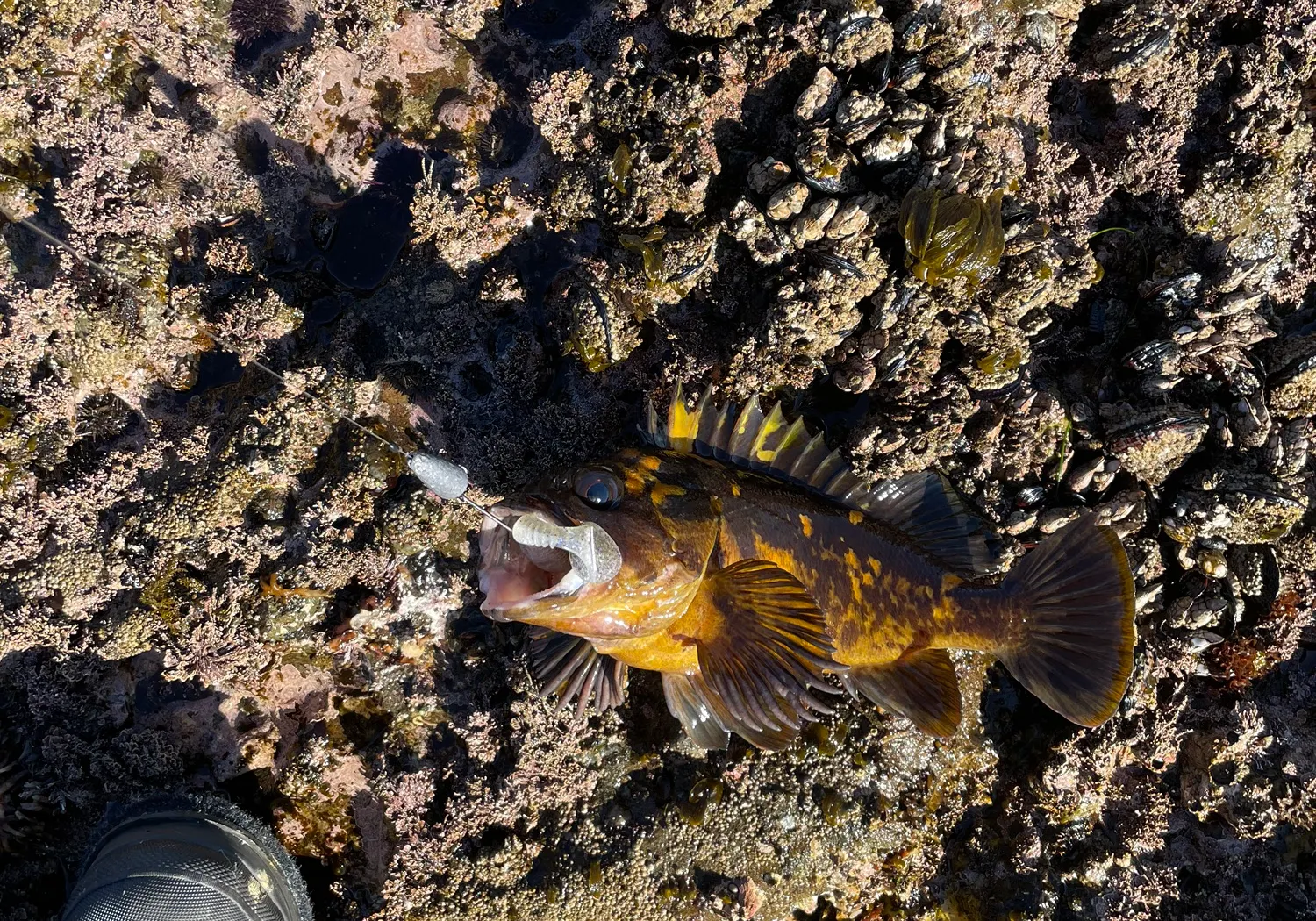 Black and yellow rockfish