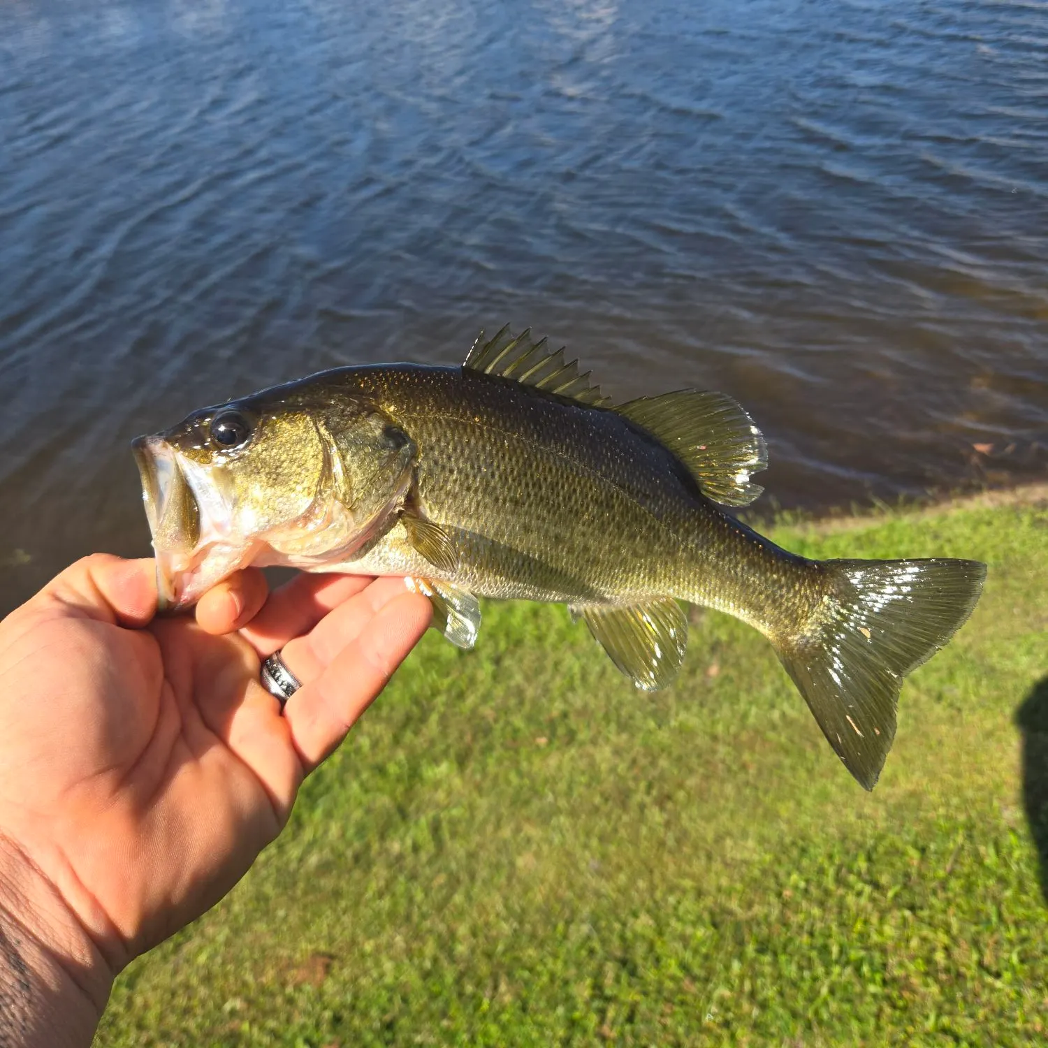 Largemouth bass caught on Fishbrain