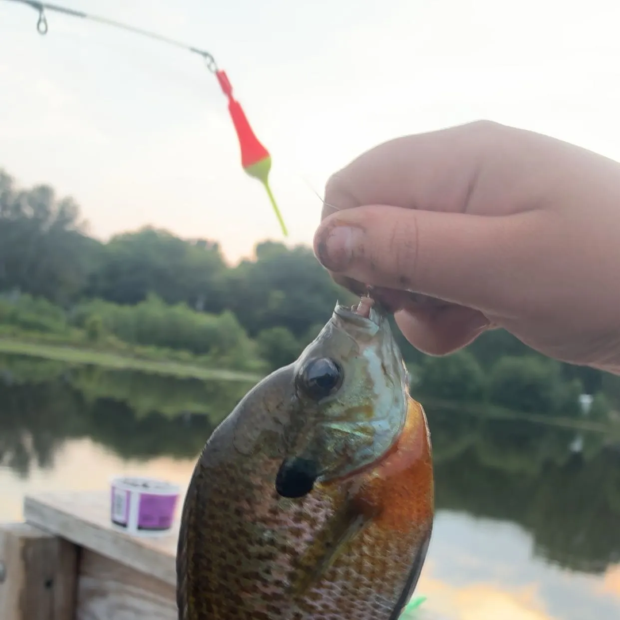 Bluegill caught on Fishbrain