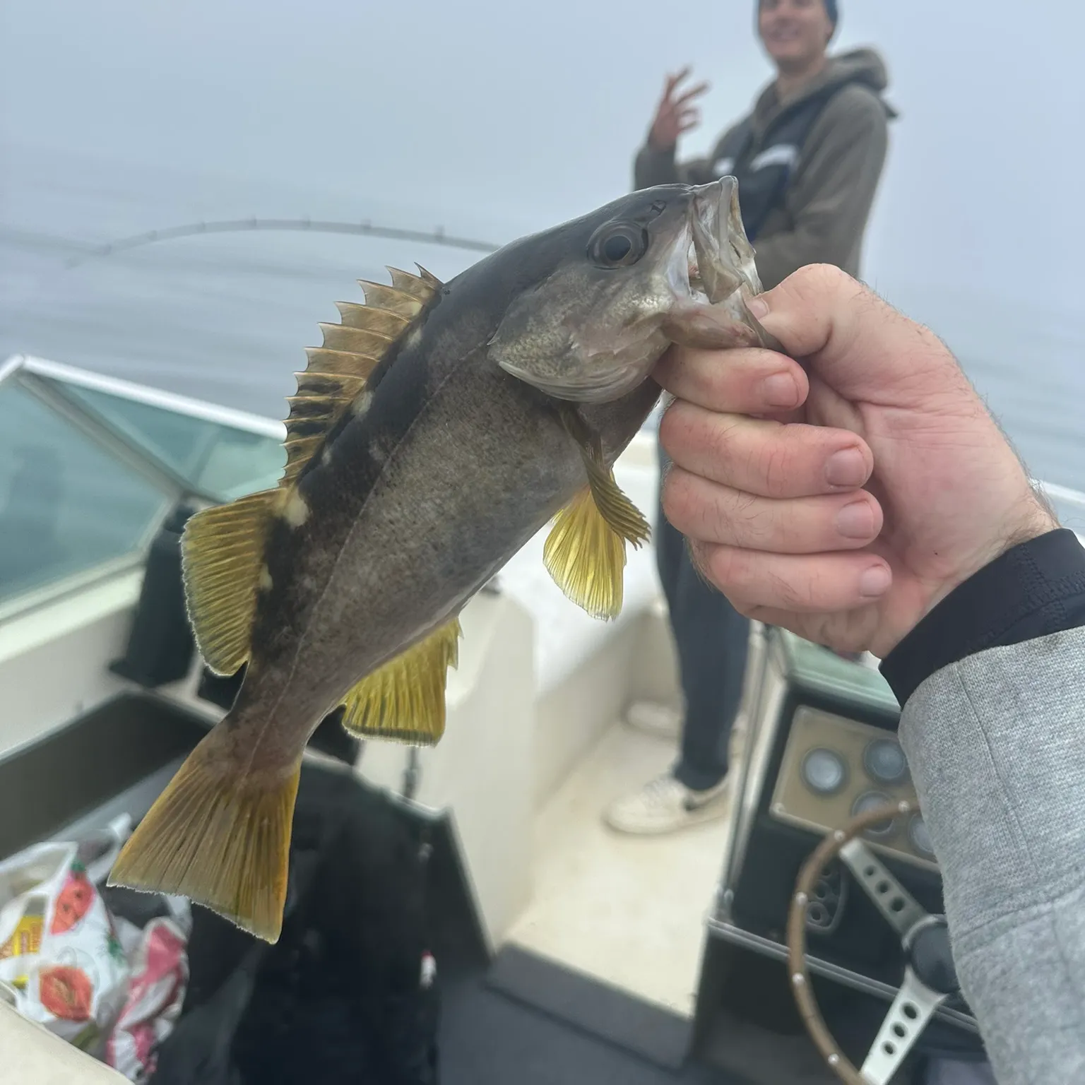 The most recent Olive rockfish catches on Fishbrain