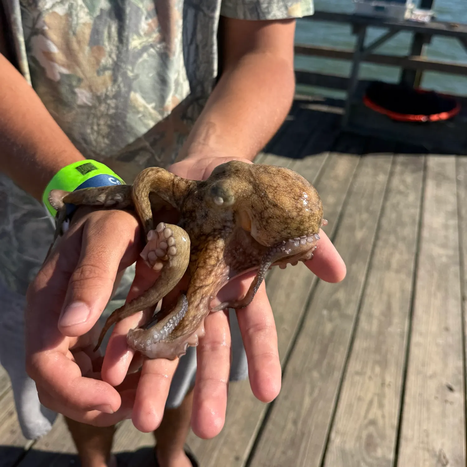 Common octopus caught on Fishbrain