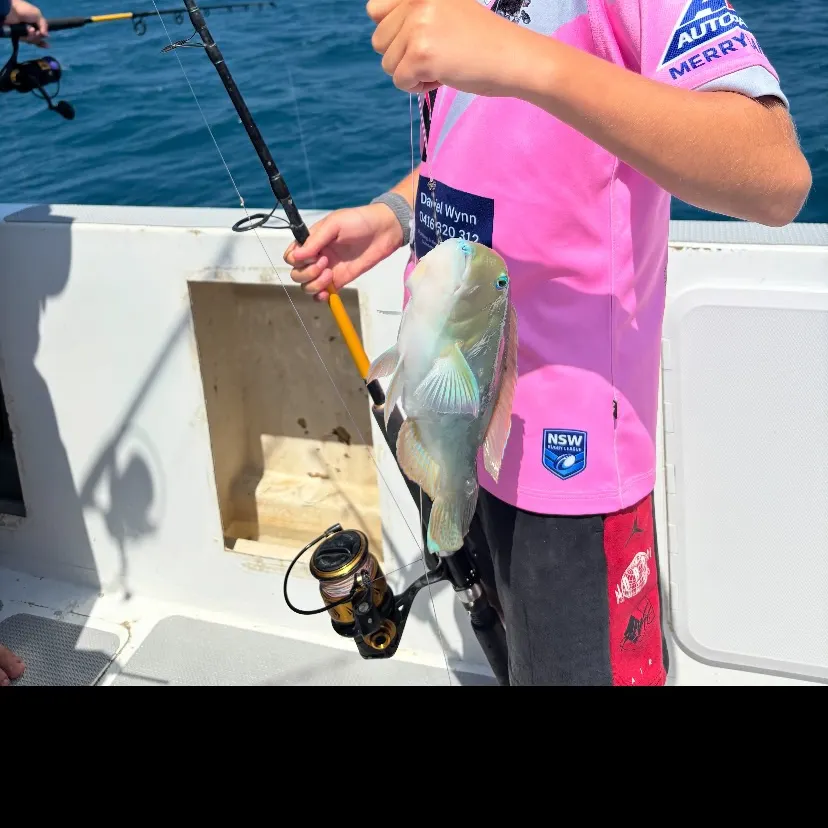 The most recent Blackspot tuskfish catches on Fishbrain