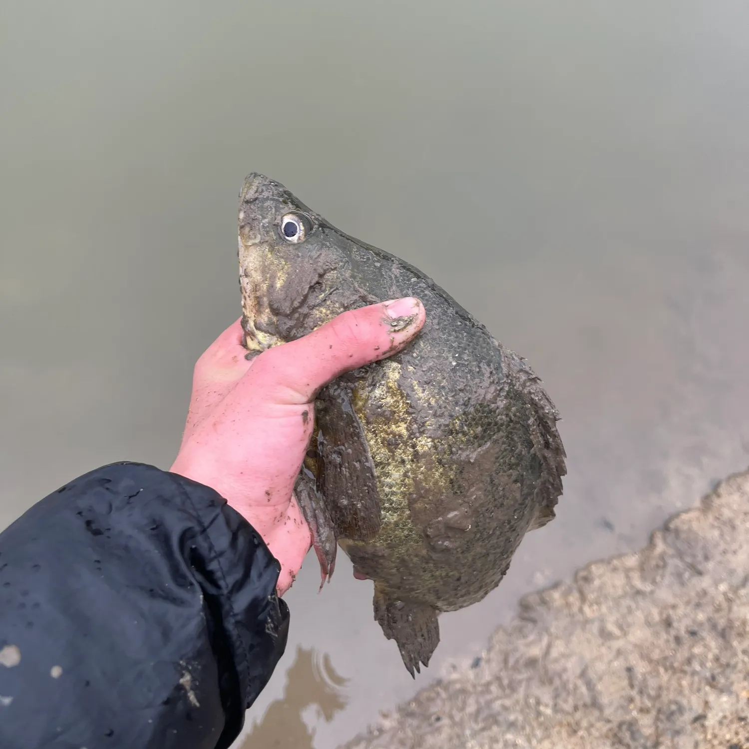 The most recent Golden perch catches on Fishbrain